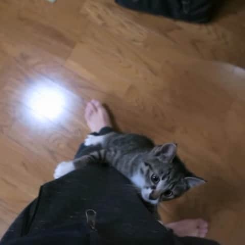 takegaeruのインスタグラム：「ちびてん動画 子猫って登るよね〜😚 #猫 #cat #よもねこ #よもぎねこ #キジトラ #きじとら」
