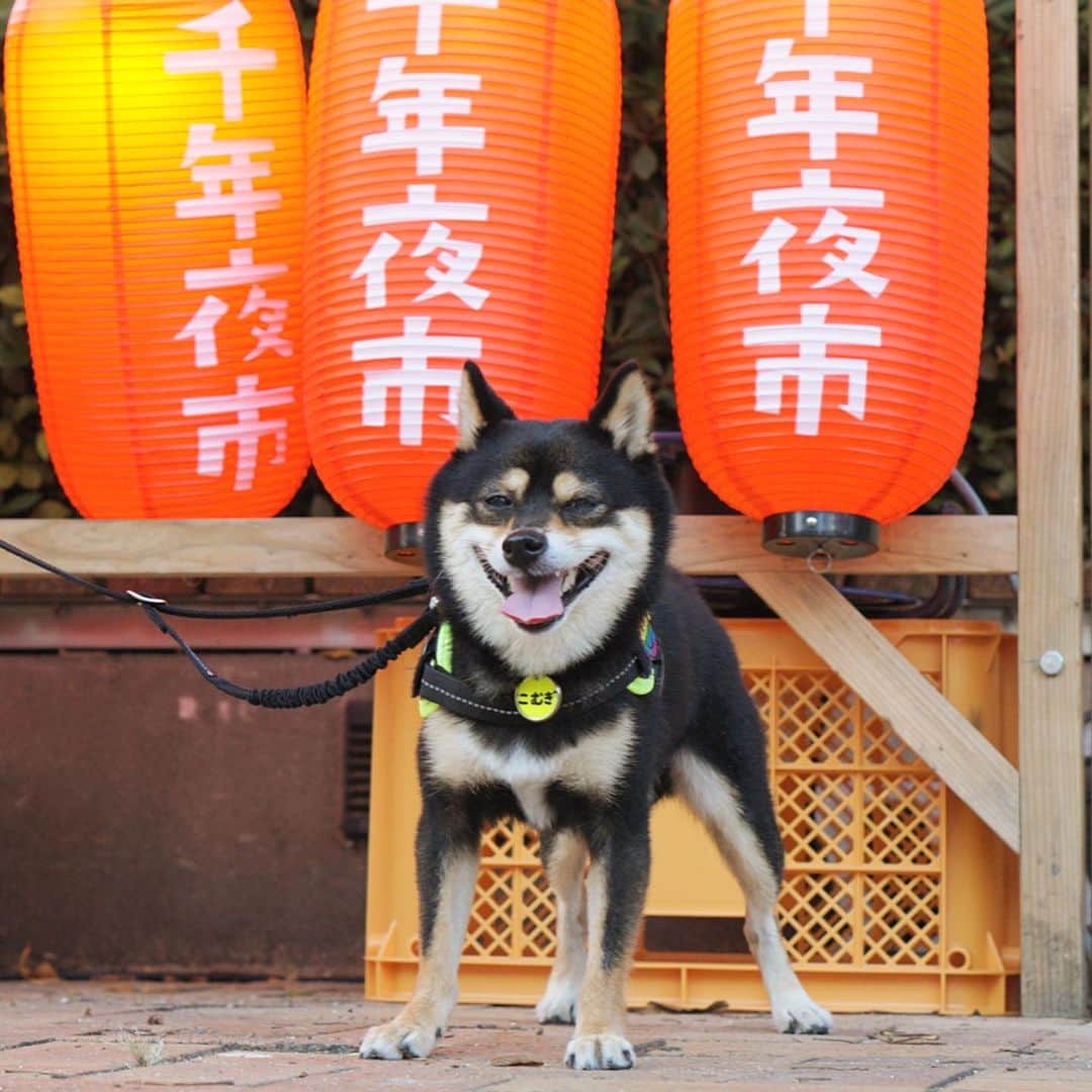 黒豆柴こむぎのグルメインスタ