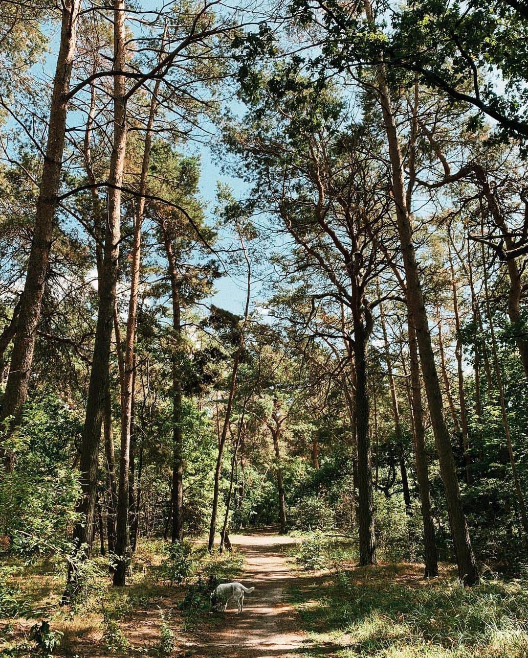 STIL IN BERLINのインスタグラム：「The vast forests of Berlin - this is Königsheide, a fabulous place to walk your dog.」