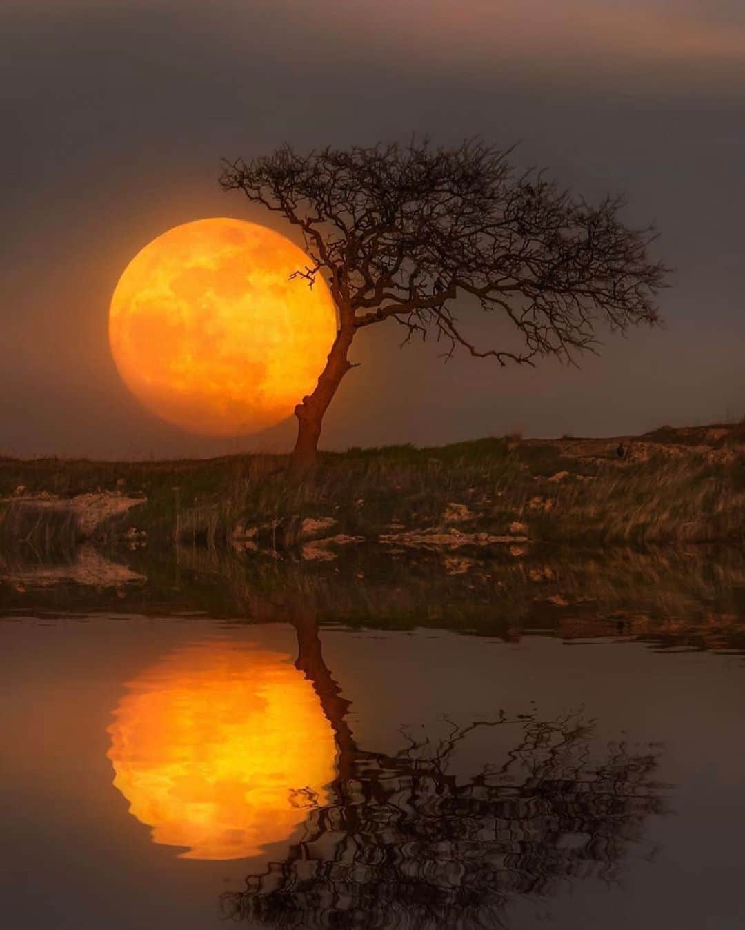 Canon Photographyさんのインスタグラム写真 - (Canon PhotographyInstagram)「Moonrise in California! Absolutely amazing capture by @a_guy_named_eric  #california #cal #knightsferry #moon #astrophotography #fullmoon #reflectiongram #reflection」8月3日 23時41分 - cpcollectives