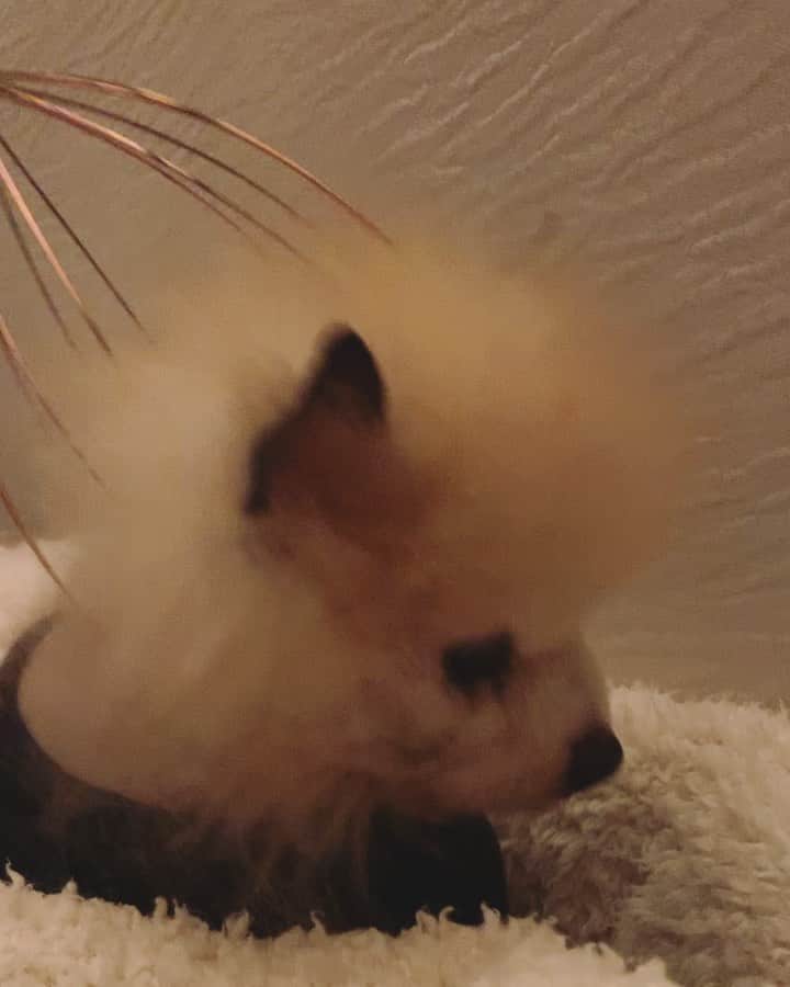 r_oseのインスタグラム：「Well... Boey is kinda like it too!!! 🐰〰️」