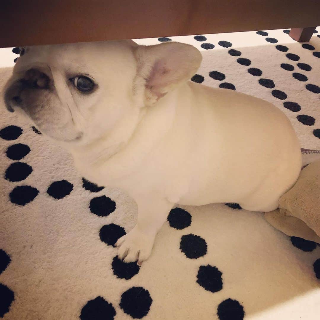 タニム（マーブル母）のインスタグラム：「* これから一緒に2階の寝室へ⭐️ おやすみなさい💤 * #マーブル元気です  #私のアモーレ🐷❤️ #片耳マーブル」