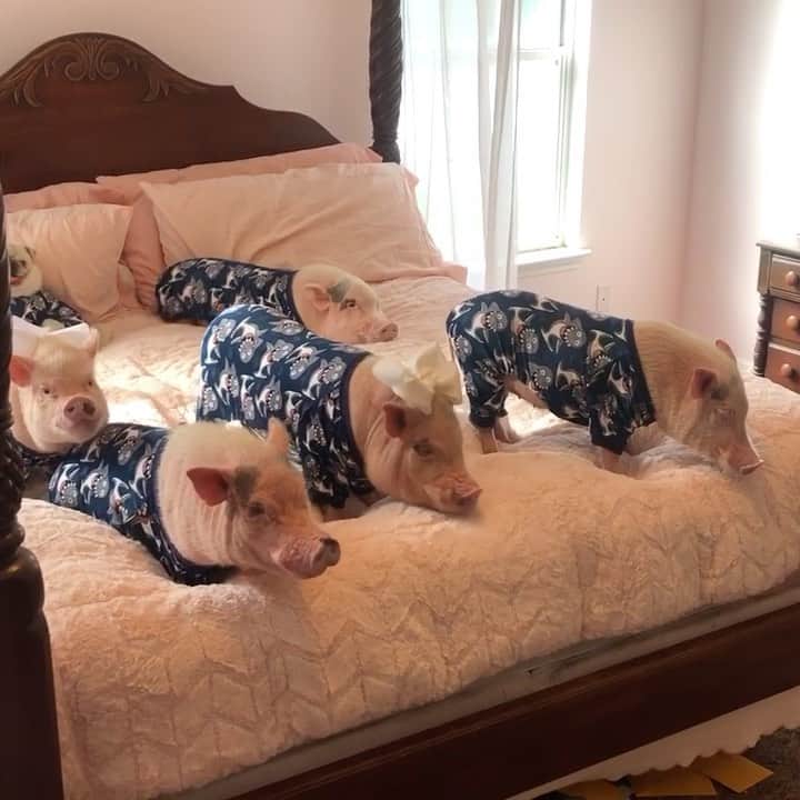 のインスタグラム：「The calm before the feeding frenzy! Best morning ever! We got a special breakfast in bed this morning, shark cookies made for pets! We plan to stay in bed in our shark jammies and catch up on shark week episodes today before “Sharks Gone Wild” comes on tonight! Enjoy our little production of “Pigs Gone Wild” for now.🐷💙🦈#sharkweek . ThOINKs @fitwarm_pet_apparel for our adorable shark pajamas. This is where where all our cute matching pajamas come from. #PiggyPenn #PoseyandPink #Pigtailthepug #PrissyandPop」