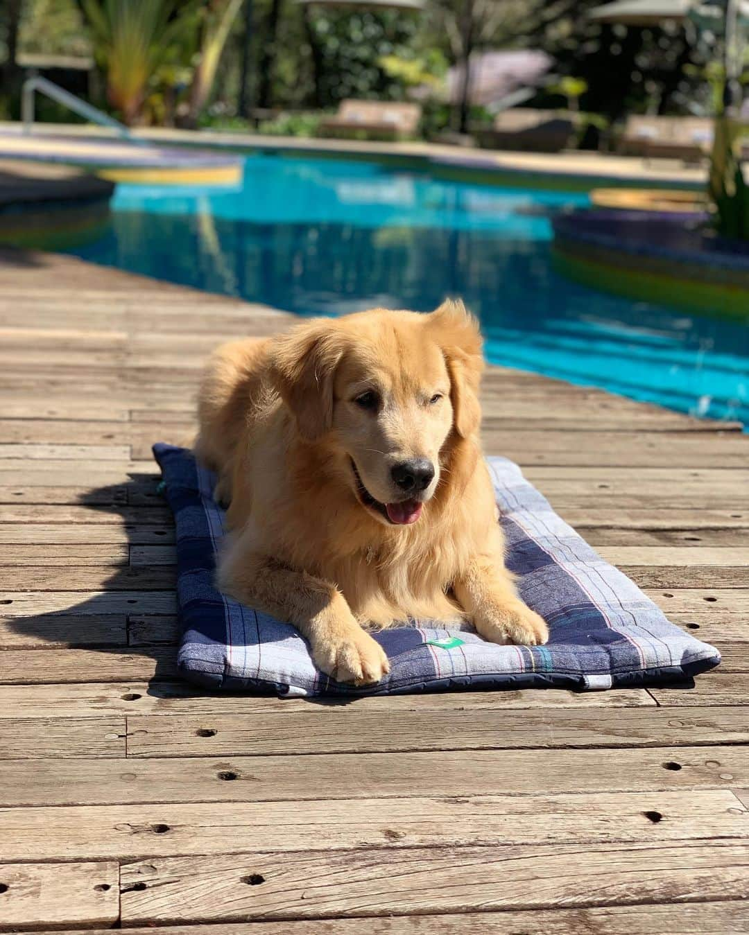 Bobさんのインスタグラム写真 - (BobInstagram)「Fotos em modo retrato no @uniquegarden ?! Nós temos! Qual a sua favorita?! 🤔 . . #unique #uniquegarden #mairipora #petfriendly #hotelpetfriendly #saopaulo #goldenretrievers #goldenretrieversofinstagram #goldenretrieversworld #dogs #dogsofinstagram #vejasp #petbamboo #sustentavel #pets #petstagram #instagram #instagrammers」8月4日 0時05分 - bob_marley_goldenretriever