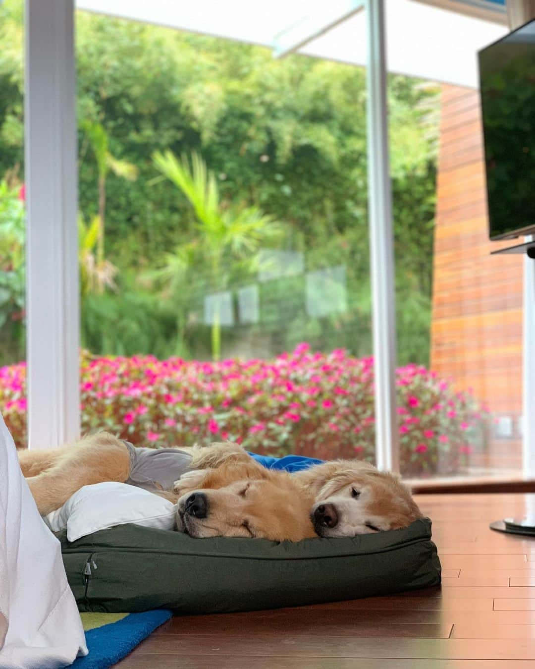 Bobさんのインスタグラム写真 - (BobInstagram)「Fotos em modo retrato no @uniquegarden ?! Nós temos! Qual a sua favorita?! 🤔 . . #unique #uniquegarden #mairipora #petfriendly #hotelpetfriendly #saopaulo #goldenretrievers #goldenretrieversofinstagram #goldenretrieversworld #dogs #dogsofinstagram #vejasp #petbamboo #sustentavel #pets #petstagram #instagram #instagrammers」8月4日 0時05分 - bob_marley_goldenretriever