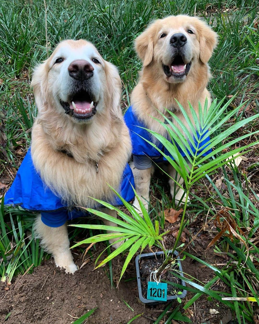 Bobさんのインスタグラム写真 - (BobInstagram)「Fotos em modo retrato no @uniquegarden ?! Nós temos! Qual a sua favorita?! 🤔 . . #unique #uniquegarden #mairipora #petfriendly #hotelpetfriendly #saopaulo #goldenretrievers #goldenretrieversofinstagram #goldenretrieversworld #dogs #dogsofinstagram #vejasp #petbamboo #sustentavel #pets #petstagram #instagram #instagrammers」8月4日 0時05分 - bob_marley_goldenretriever