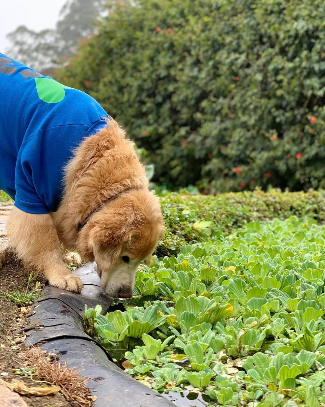 Bobさんのインスタグラム写真 - (BobInstagram)「Fotos em modo retrato no @uniquegarden ?! Nós temos! Qual a sua favorita?! 🤔 . . #unique #uniquegarden #mairipora #petfriendly #hotelpetfriendly #saopaulo #goldenretrievers #goldenretrieversofinstagram #goldenretrieversworld #dogs #dogsofinstagram #vejasp #petbamboo #sustentavel #pets #petstagram #instagram #instagrammers」8月4日 0時05分 - bob_marley_goldenretriever