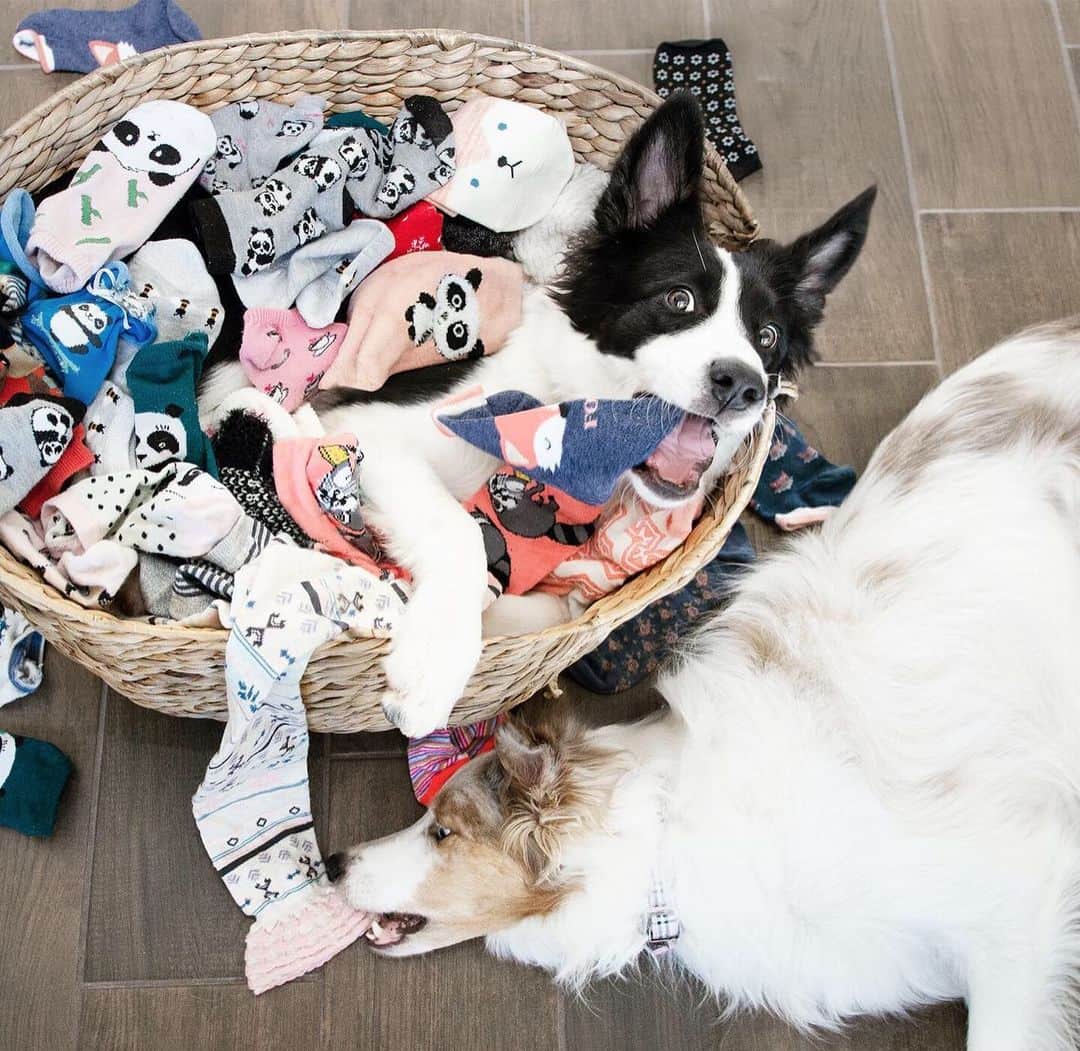 Jazzy Cooper Fostersさんのインスタグラム写真 - (Jazzy Cooper FostersInstagram)「All my doggies love socks, especially Phoebe! I put all my socks in a basket and let her take a sock bath 🛀🏽 🧦 She was in heaven!  I guess I too have a sock obsession. 😆 I didn’t realize how many panda socks I had till now! 🐼 #BBPBshow」8月4日 0時15分 - bordernerd