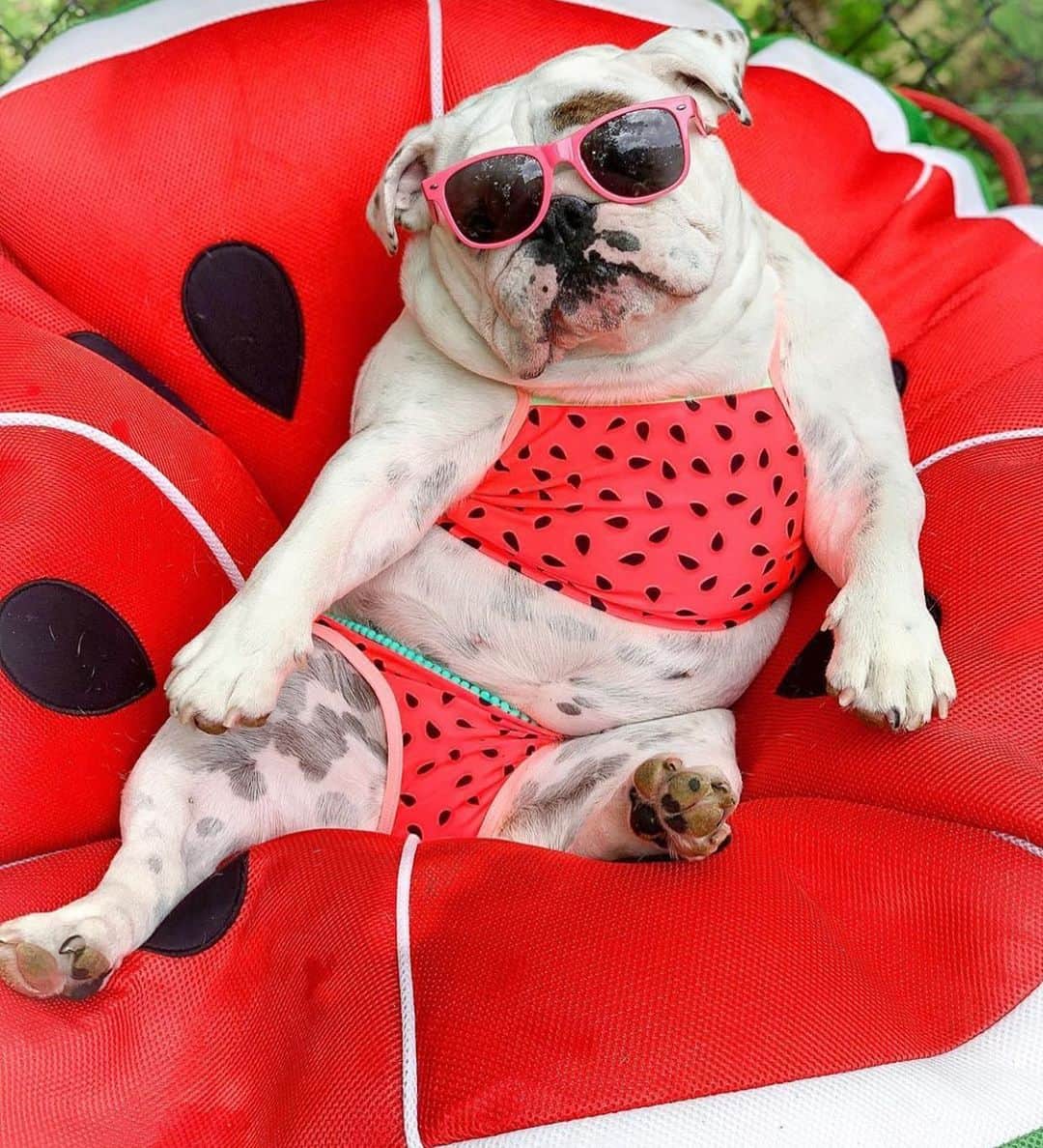 Bodhi & Butters & Bubbahさんのインスタグラム写真 - (Bodhi & Butters & BubbahInstagram)「Girls just wanna have sun ☀️ . . . . #happy #saturday #weekend #goodvibes #watermelon #girls #just #want #fun #sun #bulldog #puppy @eggnogthebulldog」8月4日 0時26分 - keonistuff