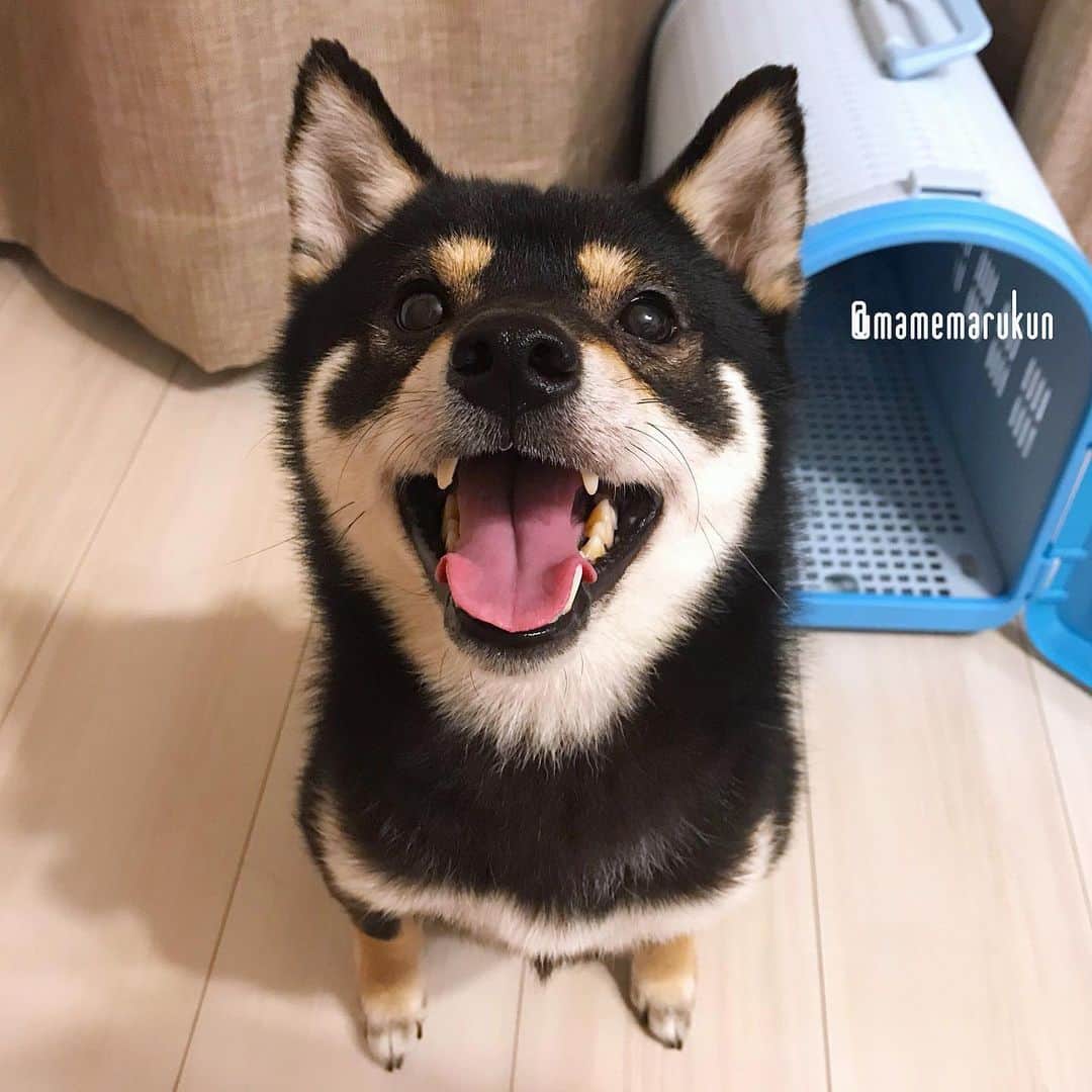 まめ丸のインスタグラム：「* * 【まめ丸からのお知らせ🐶💓】 シマホペットモデルキャンペーンが開始🐶❣️ 雑誌「いぬのきもち🐕」「ねこのきもち🐈」 12月号内島忠広告記事モデルになるチャンス🐶✨ （スワイプしてぼくをさがしてね🐶💓） * （応募方法） 島忠でペット用品を1点購入➡︎ シマホペット公式LINE＠を友達登録📱➡︎ 特設応募ページからお家のかわいいペットの画像をアップロードで応募完了❣️ （応募期間） 7/29(月)～9/30(月) * みんなの投票で受賞者が決まるから ぜひぷにぷにして投票してねー🐶💓 * 🥇賞品🥇 ▶︎1~5位 シマホペットモデルとして雑誌 「いぬのきもち🐕」「ねこのきもち🐈」 12月号内の島忠広告記事に出演📖✨ ▶︎6~10位 anicasタレントとのコラボ画像プレゼント✨ ぼくのインスタでもその画像投稿するよー🐶💓 * みんなの投票で受賞者が決まるから ぜひぷにぷにして投票してねー🐶💓 （柴犬さんはまだ応募なし…みたいだよー❣️） * 🍀豪華賞品が毎月抽選で当たる レシート応募キャンペーンも同時開催🍀 詳しくはURL⬇︎みてみてね🐶 https://shimahopet2.3day.pet/ * #シマホペット#シマホ#島忠#シマホペットモデル #柴犬#豆柴#柴#黒柴#黒豆柴#犬#ふわもこ部#shiba#shibainu#shibastagram#shibadog#puppy#instadog#dogstagram#dog#mameshiba#instashiba#petstagram#pet#buzzfeedanimals#cute#cutedog#강아지#멍스타그램#doglover」