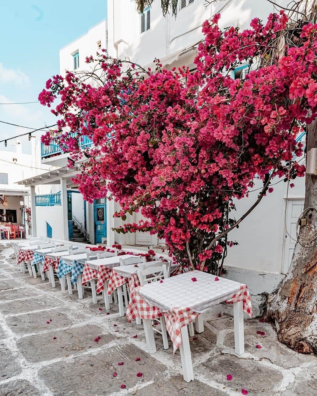 Blonde Saladさんのインスタグラム写真 - (Blonde SaladInstagram)「ON TBS BUCKET LIST: Among Bouganvillea flowers and nightlife, Mykonos is a Greek paradise to be discovered 🌺🌊 #theblondesalad #travel #bucketlist #mykonos #greece #holidays #seaside #travelandleisure #mykonosguide #cavotagoomykonos」8月4日 0時30分 - theblondesalad