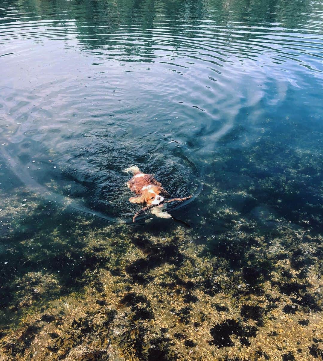 ジュエル・ステイトさんのインスタグラム写真 - (ジュエル・ステイトInstagram)「Water dog  #cavalierkingcharlesspaniel Photo cred: @charlieritchie」8月4日 0時42分 - jewelstaite
