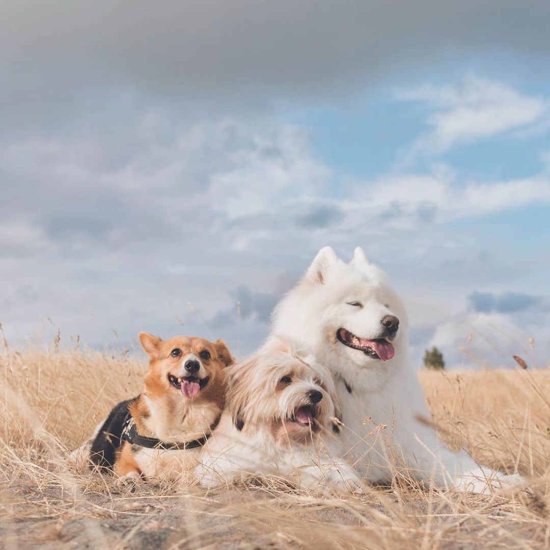 Loki the Corgiさんのインスタグラム写真 - (Loki the CorgiInstagram)「We’re excited to let you all know that our foster dog, Valentina, has found her forever home! Her new home is simply perfect for her and we are incredibly happy for her and her family. Her new brother is a therapy dog, and we hear there’s a good chance she’ll eventually become one as well! Valentina falls in love with every person she meets and we could not think of a better life for her. It truly amazes us how trusting she is of humans despite being treated so poorly in her past. She’s a very special dog! Many tears were shed when we said our goodbyes, but we know Valentina’s in good hands. We wish for nothing but the best for our foster dogs and we’re confident she has found that in her new home. We love you, Valentina! ❤️ - A huge thank you to @woonbing, who sent us an amazing drawing (swipe to the end) to help us commemorate Valentina’s time with us 🙂」8月4日 0時35分 - lokistagram
