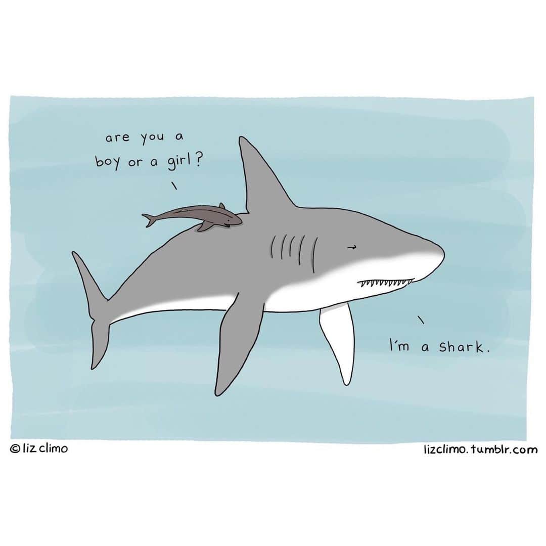 リズ・クライモさんのインスタグラム写真 - (リズ・クライモInstagram)「Almost forgot to do a #SharkWeek post 🦈」8月4日 0時58分 - lizclimo