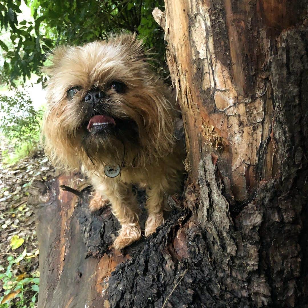 のインスタグラム：「I asked digby why he was so cute but he was stumped.」