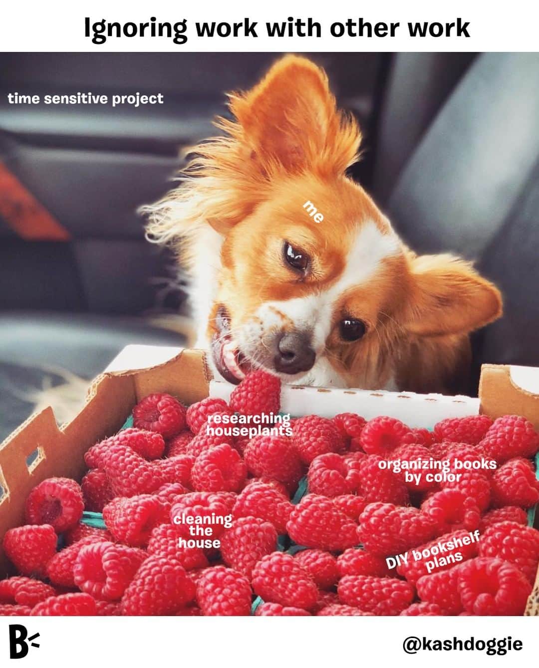BarkBoxさんのインスタグラム写真 - (BarkBoxInstagram)「You're doing the to do list... just wildly out of order.⁠ ⁠ ⁠ @kashdoggie」8月4日 2時30分 - barkbox