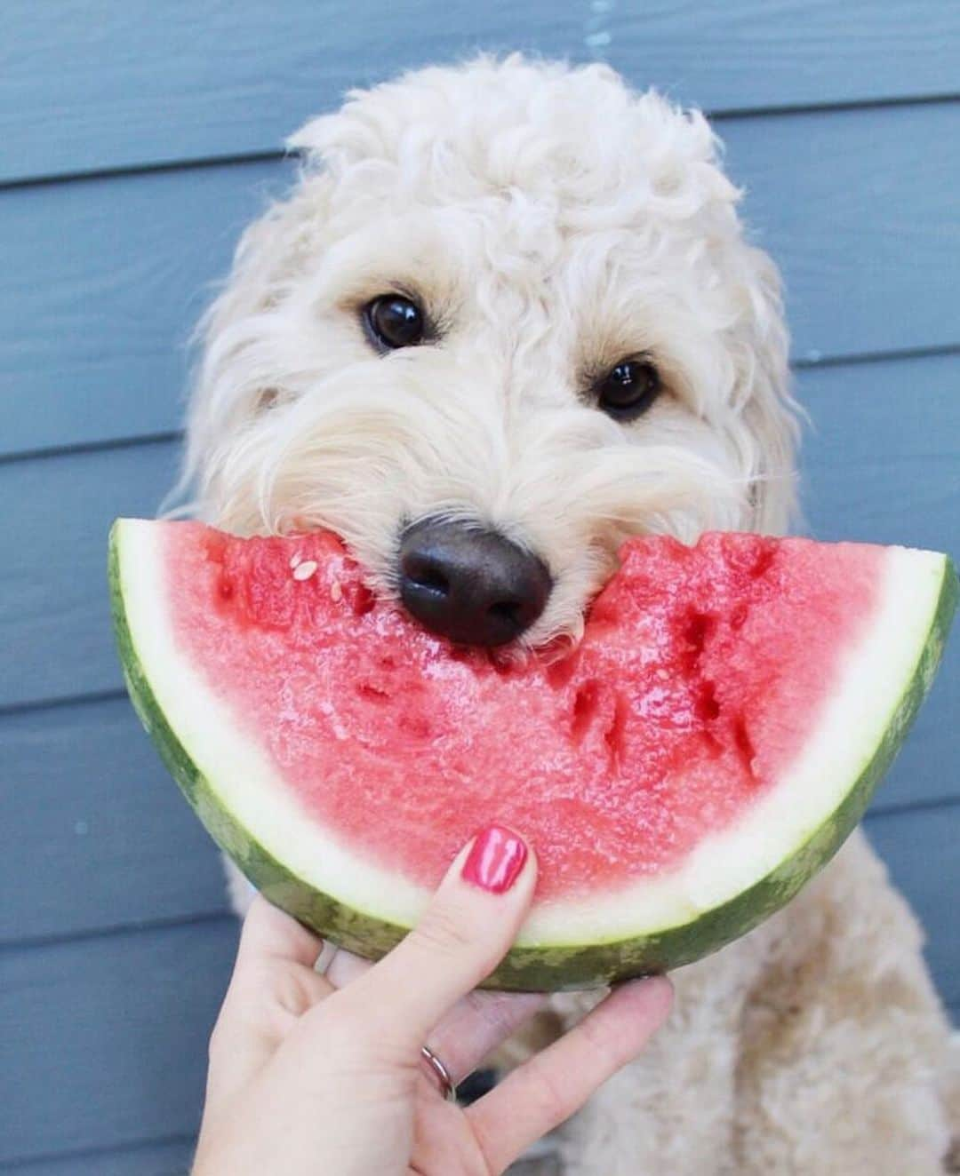 Whole Foods Marketさんのインスタグラム写真 - (Whole Foods MarketInstagram)「Smile. It’s #NationalWatermelonDay. 📷:@barkleydoodles」8月4日 2時50分 - wholefoods