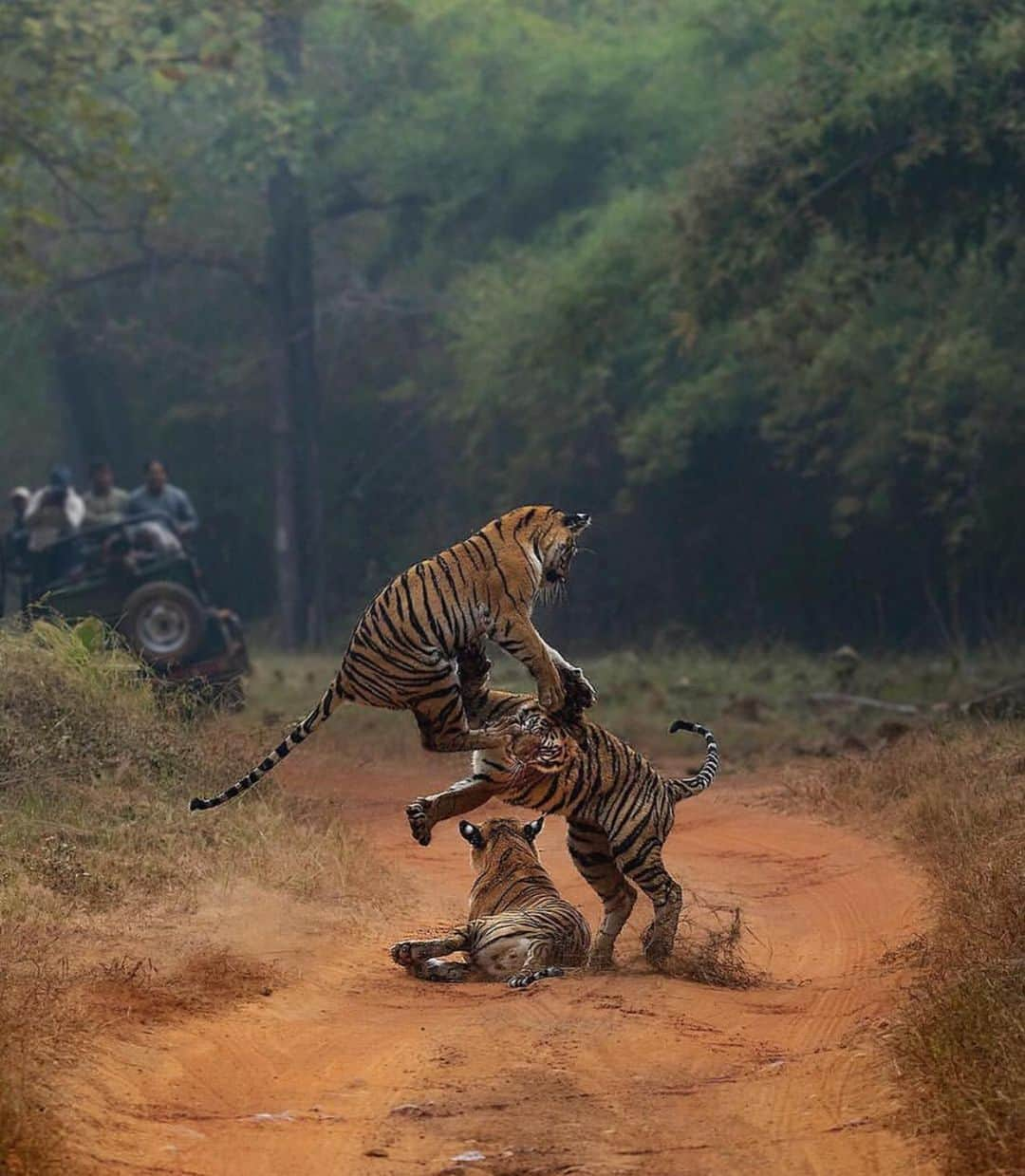 Earth Picsさんのインスタグラム写真 - (Earth PicsInstagram)「Just some tiger 🐅 fun... photo by @mihirwildmahajan」8月4日 2時54分 - earthpix