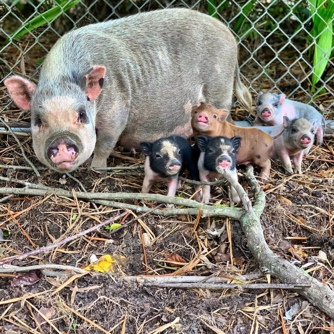 Zoological Wildlife Foundationさんのインスタグラム写真 - (Zoological Wildlife FoundationInstagram)「Pinky and her babies who were born just 4 days ago!💚🐾 #pig #potbelliedpig #farmanimals #zwf #zwfmiami #piglet」8月4日 3時14分 - zwfmiami