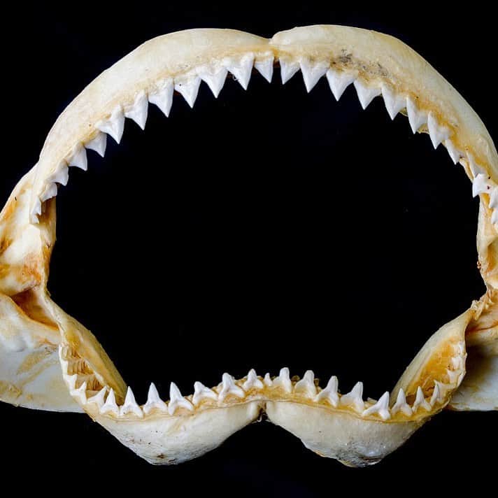 アメリカ運輸保安局さんのインスタグラム写真 - (アメリカ運輸保安局Instagram)「Dun-dun-dun-dun-dun-dunnn... In honor of #SharkWeek, allow us to share a few tips that you can really sink your teeth into. Sorry, we’re sure our puns are starting to wear fin on you all! 🦈 ⠀⠀⠀⠀⠀⠀⠀⠀⠀⠀⠀⠀⠀⠀⠀⠀⠀⠀ If you want to bring some shark teeth, don’t feel gill-ty. Unless the tooth is from that baby shark everyone is singing about. Animal bones and parts are allowed through the security checkpoint. Please check with your airline for their polices. ⠀⠀⠀⠀⠀⠀⠀⠀⠀⠀⠀⠀⠀⠀⠀⠀⠀⠀ If you have any questions on what you can and cannot bring, check out our “What Can I Bring?” tool on our website or ask our helpful team at #AskTSA on Facebook and Twitter weekdays from 8am-10pm and 9am-7pm on weekends and holidays. ⠀⠀⠀⠀⠀⠀⠀⠀⠀⠀⠀⠀⠀⠀⠀⠀⠀⠀ #JAWS #BabyShark #TSASecurity #TravelLife✈️ #happytraveler #ilovetraveling #TravelTips #travelgram」8月4日 3時16分 - tsa
