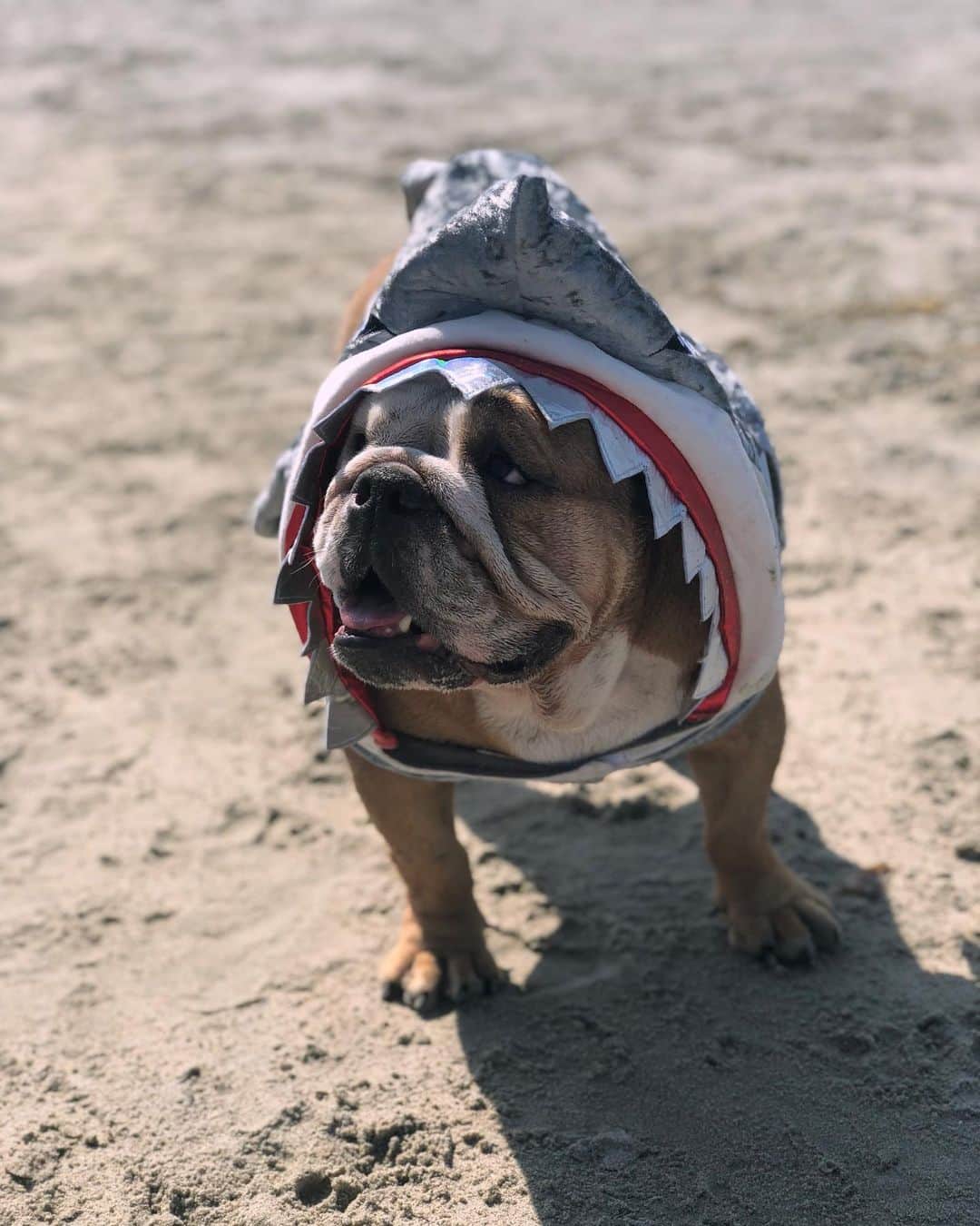 Alexia Clarkさんのインスタグラム写真 - (Alexia ClarkInstagram)「Fact about me: I’ve encountered AND pet a bull shark 🦈 😂😂😂 Happy Shark Week  www.alexia-clark.com  #alexiaclark #queenofworkouts #queenteam #queeb2019 #workout #fitness #sharkweek #fitgirl #bulldog #dogsofinstagram #fitforHisreason」8月4日 3時53分 - alexia_clark