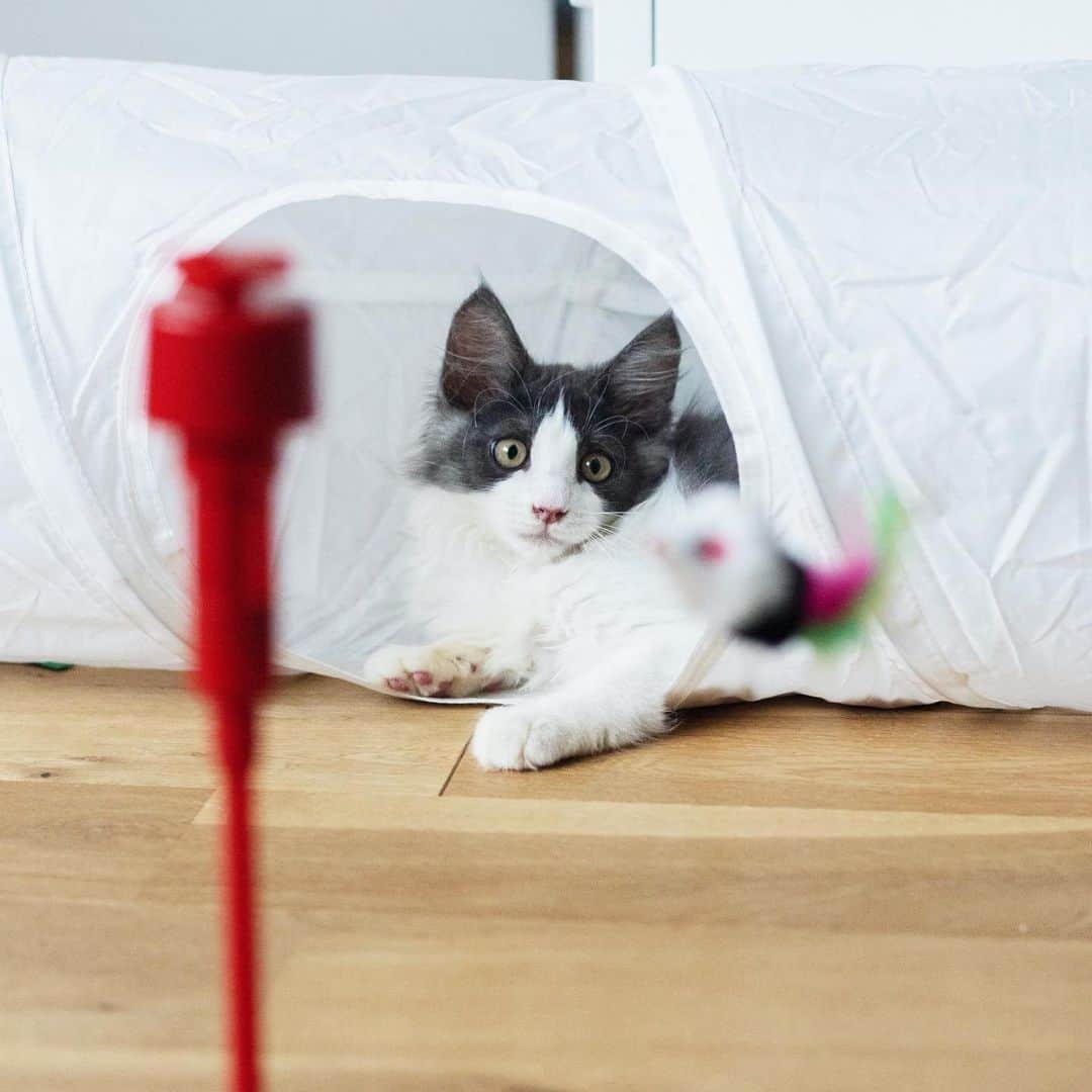清水桜子さんのインスタグラム写真 - (清水桜子Instagram)「うちにある猫おもちゃで遊び倒してくれて、ばあやは嬉しいぞ。 #本日のお丸 #お丸は初孫のようなもの」8月4日 4時04分 - sakuracos