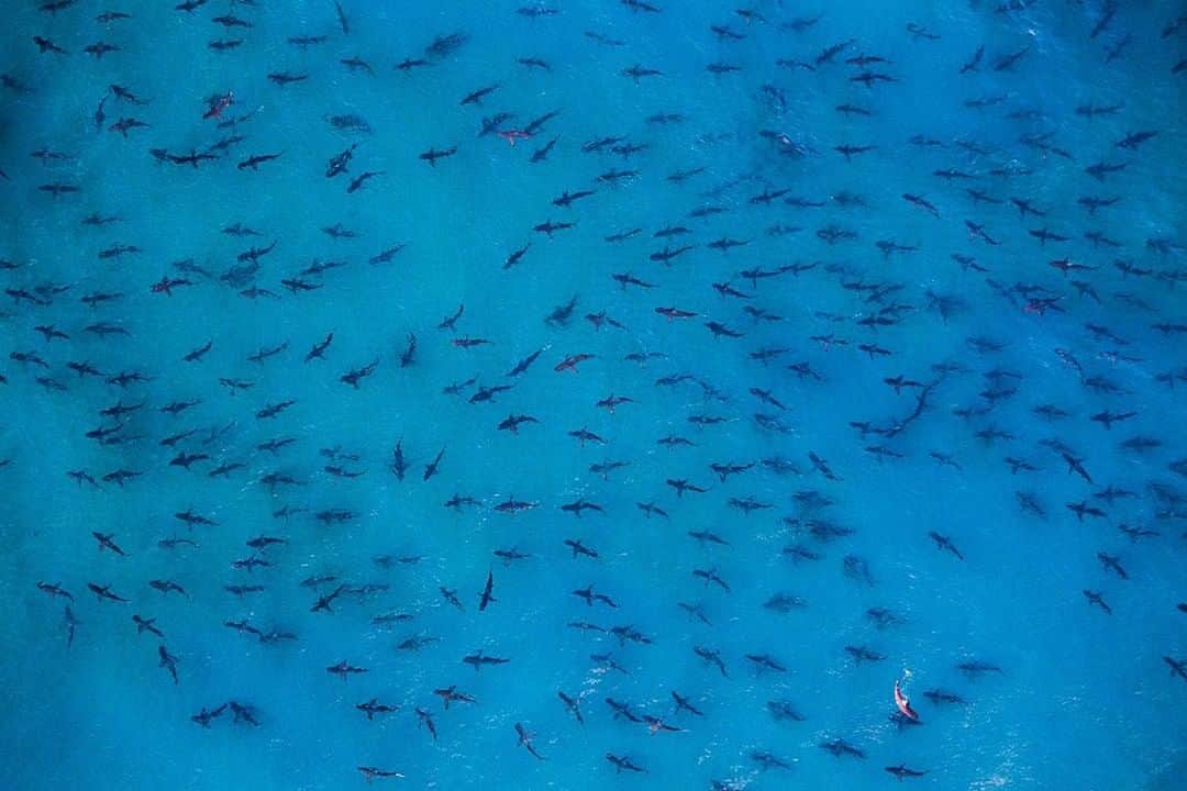 National Geographic Travelさんのインスタグラム写真 - (National Geographic TravelInstagram)「Photo by @PaulNicklen | I have so much respect and admiration for sharks. This is an animal that's designed to survive. Both fast and agile predators, spinner sharks catch their meals in quick bursts of speed, propelling themselves out of the water and twirling in the air before reentering. There were dozens of people in Florida's water within a few hundred yards of these sharks and they had no idea. And, of course, there was no conflict. The media world wants you to be scared of sharks. It makes for a great story. We have such a deep fear of them, but these prehistoric, charismatic, beautiful animals have barely scratched out a living. Explore my feed @PaulNicklen to learn just how close we are to losing sharks and what you can do right now to help one of the most at-risk species.  #CITES4Sharks #ocean #aerial」8月4日 4時00分 - natgeotravel