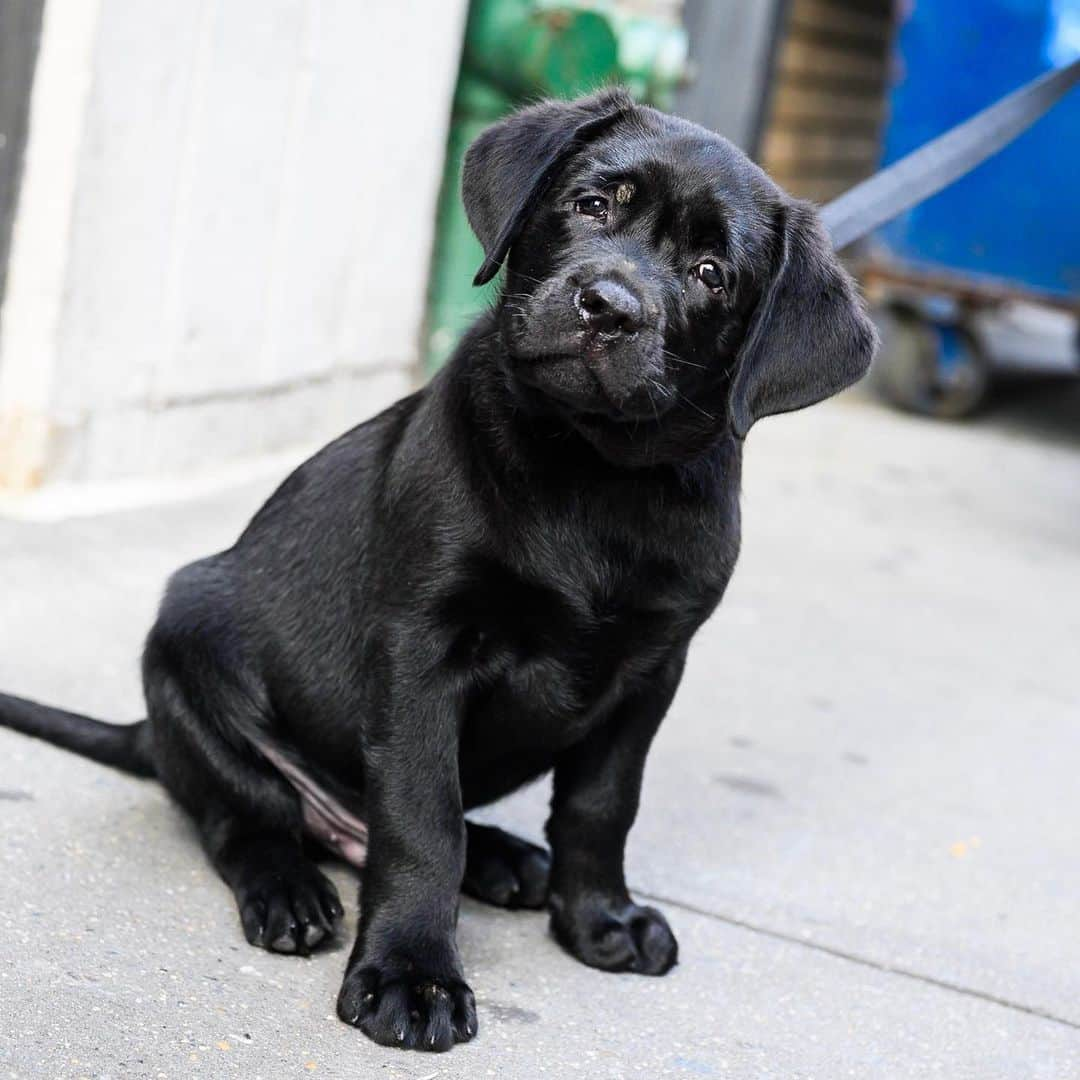 The Dogistさんのインスタグラム写真 - (The DogistInstagram)「Wally, Labrador Retriever (3 m/o), 19th & 6th Ave., New York, NY • “He doesn’t want to walk. He just wants to go back inside.”」8月4日 5時33分 - thedogist