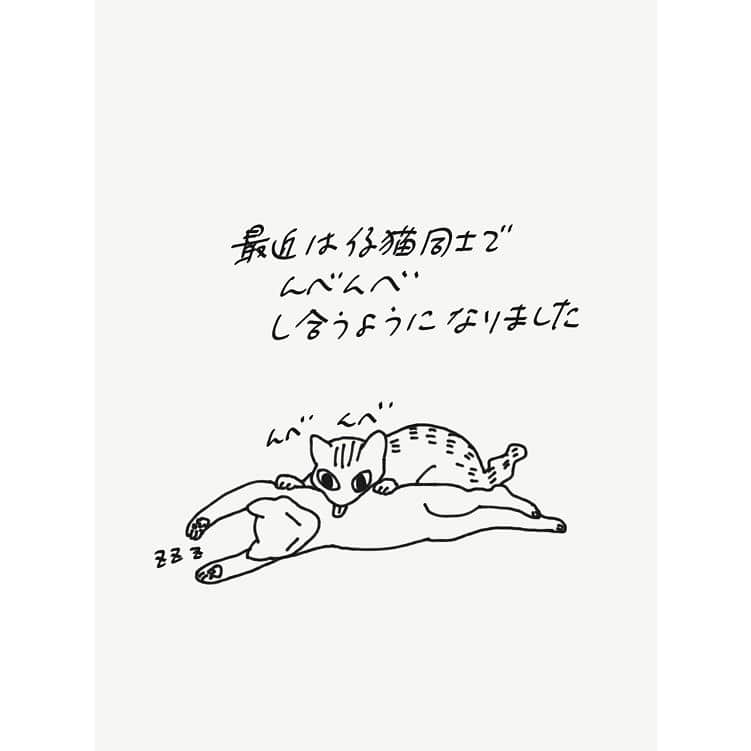eriさんのインスタグラム写真 - (eriInstagram)「仔猫たちはすぐ仰向けにひっくり返って寝る #紋久育児日記」8月4日 16時38分 - e_r_i_e_r_i