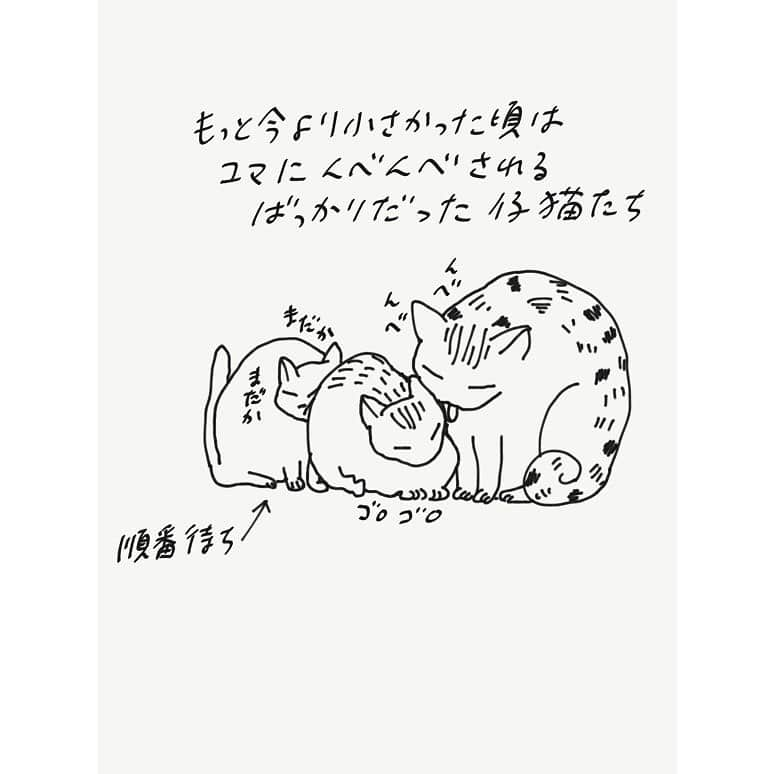 eriさんのインスタグラム写真 - (eriInstagram)「仔猫たちはすぐ仰向けにひっくり返って寝る #紋久育児日記」8月4日 16時38分 - e_r_i_e_r_i