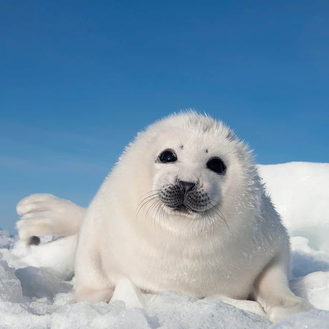National Geographic Travelさんのインスタグラム写真 - (National Geographic TravelInstagram)「Photo by @DaisyGilardini | Harp Seals in the Gulf of St. Laurence in Quebec, Canada give birth to their pups in February and March on the pack ice. At birth they are yellowish in color but after a couple of days they turn pure white. From here comes the name “white coats”. In the last few years poor ice conditions rose the mortality rates. Scientists say that even if one year's bad ice will not compromise the species, ice patterns over time could have concerning consequences. Follow me @DaisyGilardini for more images and stories behind the scenes. #arctic #seal #harpseal #harpsealpup #magdalenislands」8月4日 16時00分 - natgeotravel