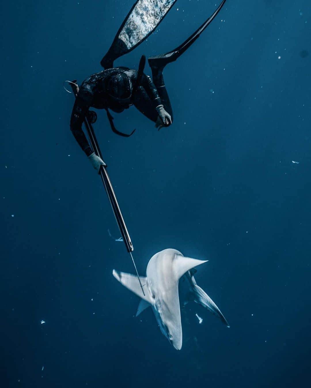 ヴァレンティン・トーマスさんのインスタグラム写真 - (ヴァレンティン・トーマスInstagram)「The Bahamian government is discussing the ban of shark feeding in the Bahamas. What do you think?  P.s: no shark was hurt in this photo I just pushed it away. 📷 @j.kowitz」8月4日 7時47分 - valentinethomas