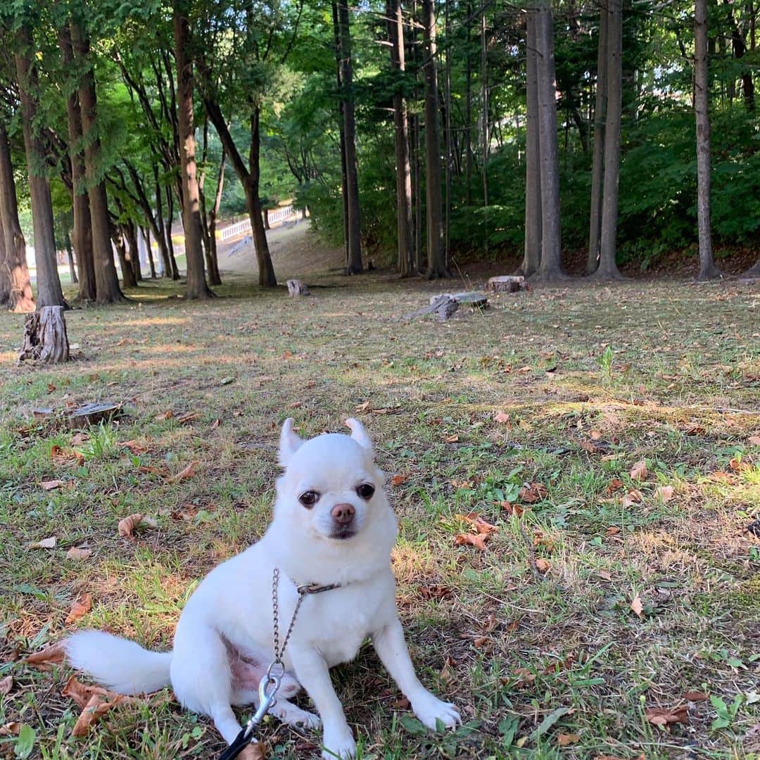 KORIKIのインスタグラム：「おはようございます♪ * #朝ん歩  #dogofsapporo #dog, #dogs, #dogstagram,#chihuahua,#犬バカ部,#チワワ,#koriki, #hanadog #白スムチ連合会, #スムチー,  #dogofthedayjp, #dogoftheday  #ilovemydog #instadog #instapet #WhiteChihuahua  #吉娃娃 #치와와  #dogsofinstagram #Chihuahualover  #チワワの輪 #barkbox #WhiteChihuahuaParty #もふもふモフモフ」