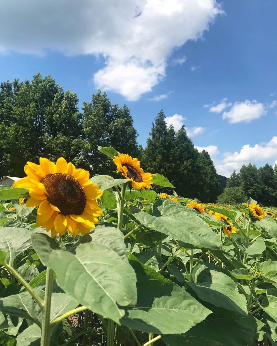 西口真央のインスタグラム：「太陽の花🌻向日葵 .世羅高原農場のひまわり畑がオープン！ . お盆がいちばんの見頃とのことです😉」