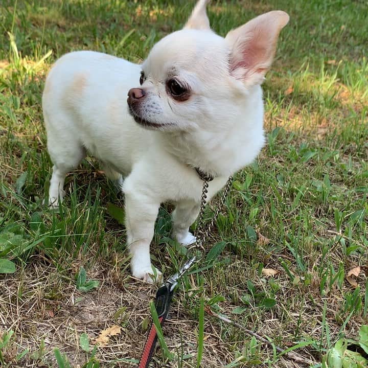 KORIKIのインスタグラム：「#昨日の失敗から学んだの巻 #dogofsapporo #dog, #dogs, #dogstagram,#chihuahua,#犬バカ部,#チワワ,#koriki, #hanadog #白スムチ連合会, #スムチー,  #dogofthedayjp, #dogoftheday  #ilovemydog #instadog #instapet #WhiteChihuahua  #吉娃娃 #치와와  #dogsofinstagram #Chihuahualover  #チワワの輪 #barkbox #WhiteChihuahuaParty #もふもふモフモフ」
