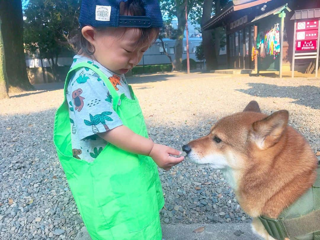 尾形貴弘さんのインスタグラム写真 - (尾形貴弘Instagram)「おはようございますっっ！！！ 今日も一日元気よく！！！ さくちゃん昨日で1歳5ヵ月になったー！！ #柴犬大好き #柴犬マニア  #愛犬  #赤柴 #しばけん  #しばちゃん  #しばいぬ大好き  #shibainu  #shiba_snap  #犬ばか部  #いぬばか部 #ミク #三九 #39 #パンサー尾形 #赤ちゃん #赤ちゃんのいる暮らし #赤ちゃんと犬 #1歳5ヵ月 #サンキュー #ママリ #ベビフル」8月4日 8時11分 - miku3_miku_9