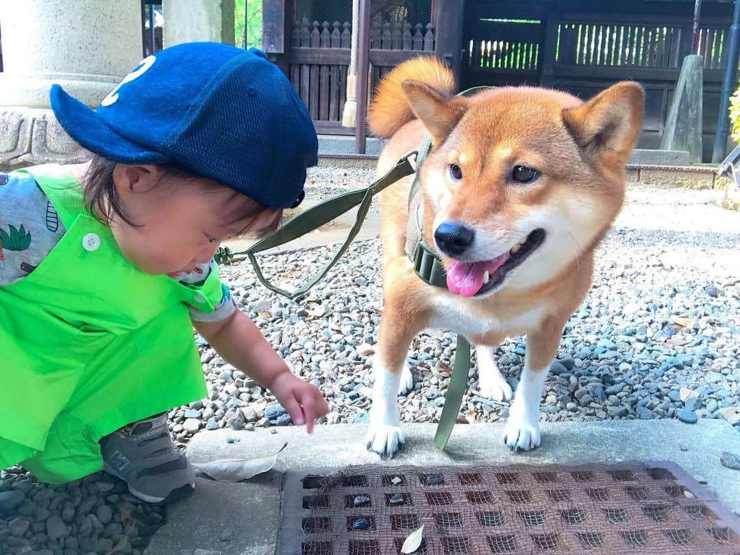 尾形貴弘さんのインスタグラム写真 - (尾形貴弘Instagram)「おはようございますっっ！！！ 今日も一日元気よく！！！ さくちゃん昨日で1歳5ヵ月になったー！！ #柴犬大好き #柴犬マニア  #愛犬  #赤柴 #しばけん  #しばちゃん  #しばいぬ大好き  #shibainu  #shiba_snap  #犬ばか部  #いぬばか部 #ミク #三九 #39 #パンサー尾形 #赤ちゃん #赤ちゃんのいる暮らし #赤ちゃんと犬 #1歳5ヵ月 #サンキュー #ママリ #ベビフル」8月4日 8時11分 - miku3_miku_9