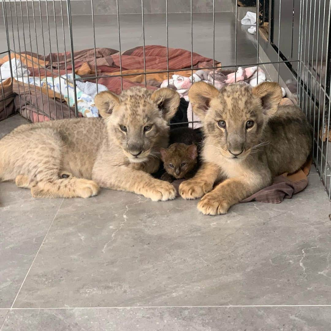 Black Jaguar-White Tiger さんのインスタグラム写真 - (Black Jaguar-White Tiger Instagram)「Moon, Deva and Apollo... #TheNASAprideBJWT #SaveLions」8月4日 8時19分 - blackjaguarwhitetiger