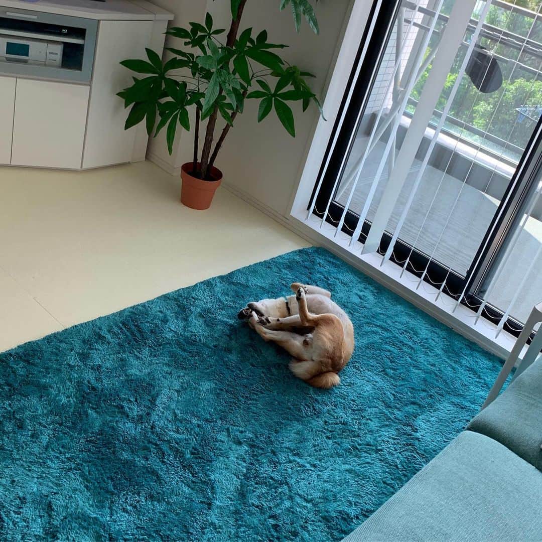 のインスタグラム：「. . 「だいずくん、お仕事いってくるねー」 って言ったらこれ笑。 . だいずくんなりのアピール笑。 . お留守番ばっかりでごめんね😭 . . #だいず #だいず🐕💓 #豆柴 #豆柴部  #柴犬 #しばいぬ  #犬のいる暮らし#🐶 #🐕#いぬすたぐらむ #ワンスタグラム #しばすたぐらむ #mameshiba#shibainu#shibastagram #柴犬好きさんと繋がりたい #柴犬のいる暮らし #柴犬ライフ」
