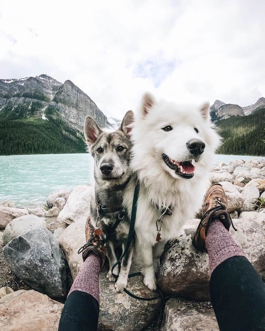 のインスタグラム：「Adventures with the pack 🐶 🌲⛰️ 📸:@thenorthernwild #AdventureStance Tag us in your shots for a chance to be featured 🏷️」