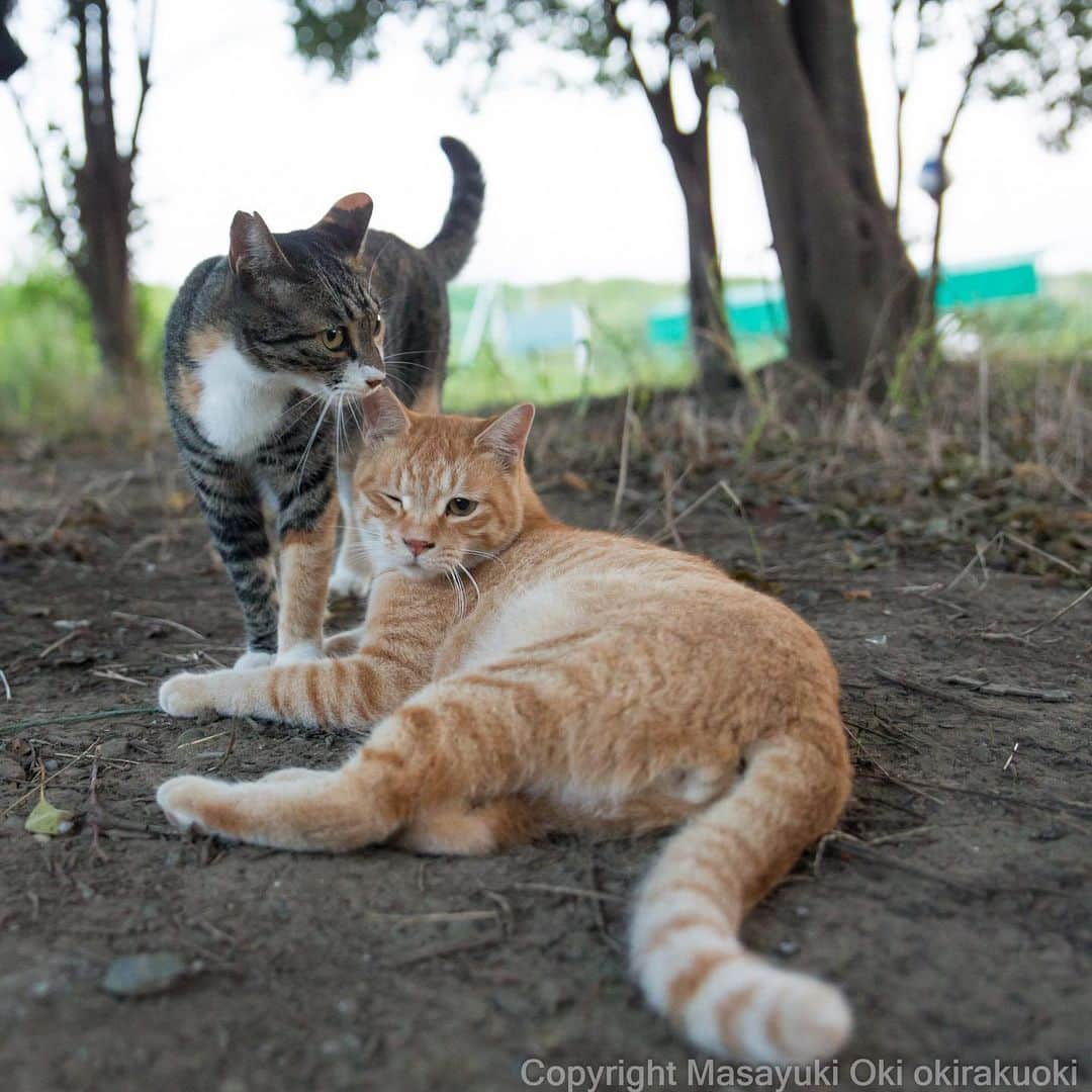 Masayukiさんのインスタグラム写真 - (MasayukiInstagram)「耳にくちづけ。  おはようございます。 Good morning from Tokyo Japan ☀️ #cat #love #ねこ」8月4日 10時07分 - okirakuoki