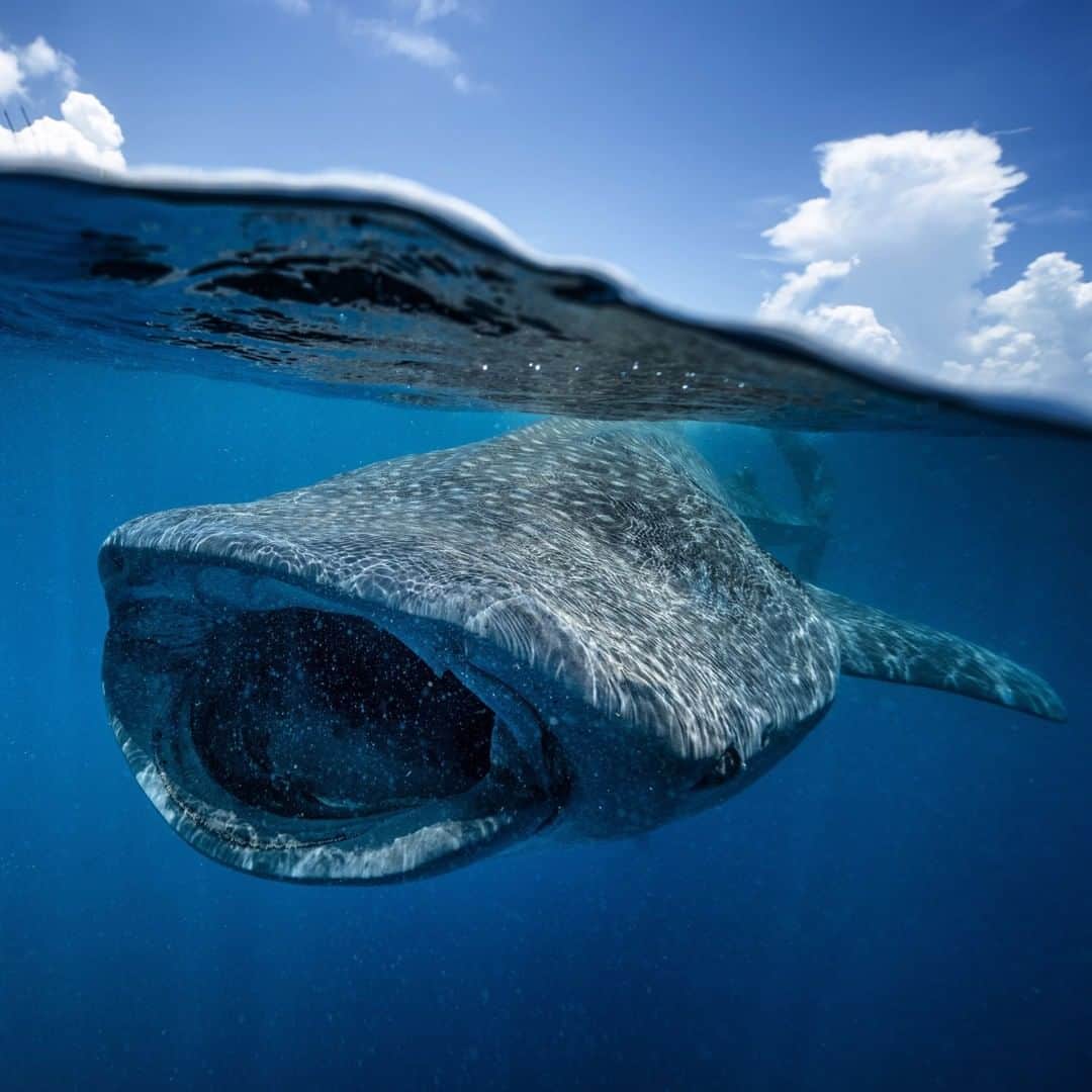 National Geographic Travelさんのインスタグラム写真 - (National Geographic TravelInstagram)「Photo by @CristinaMittermeier | In all my years of diving, I have encountered many whale sharks in many places around the world. Every time I am overcome by a deep sense of wonder about how breathtaking marine life truly is. Watching their massive bodies pass within a few feet of you, mouths agape, gulping down tiny plankton, all propelled by their mighty tails. In recent years, the whale shark tourism industry has exploded in Isla Mujeres, Mexico. At points, the whole experience felt like a nightmare, especially for the whale sharks, with hundreds of snorkelers, boats, and little regulation. Today, thanks to the advocacy efforts of many groups and individuals, like my friend Shawn Heinrichs, there are much stricter regulations, including mandatory propeller guards, no free diving and only two snorkelers in the water at a time. Learn more about a growing community that is driving change, so species like this will continue to have a voice and necessary protections around the world at @CristinaMittermeier.  #whaleshark #mexico #wildlife」8月4日 10時11分 - natgeotravel