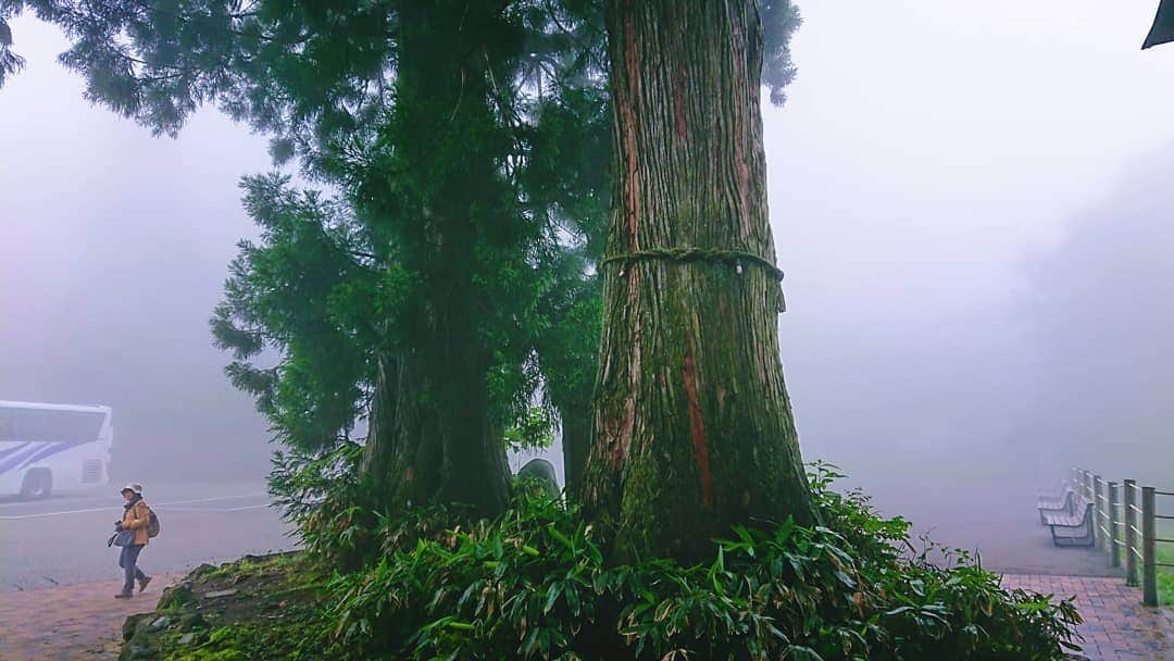 松浦まりなさんのインスタグラム写真 - (松浦まりなInstagram)「やばない？ . . . 🌳 #trees #tree  #instatags #landscape #nature #branches #oldtree #treespleasure #treescape #treeframing #treeshunter #treetops #treestagram #treelove #treelover #treesofinstagram #tree_pictures #tree_love #naturelovers #tree_captures #treescollection #forest #view #tree_shotz #tree_magic #treestyles_gf #tree_lovers #tree_perfection #ww_nature_trees #scenery」8月4日 10時17分 - matsuura.marina