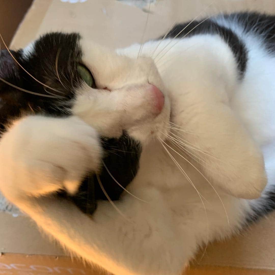 野間美由紀のインスタグラム：「朝のおめかし😽」