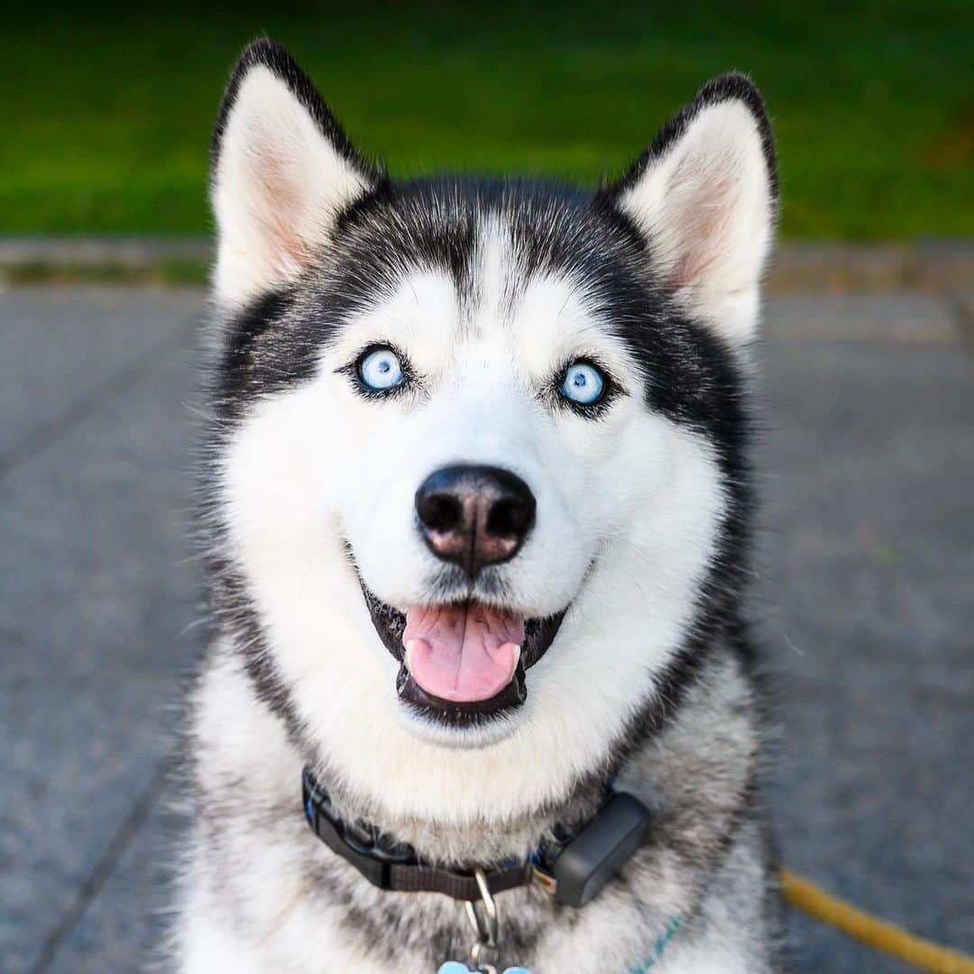 The Dogistさんのインスタグラム写真 - (The DogistInstagram)「Apollo, Siberian Husky (5 y/o), Hudson River Greenway, New York, NY • “Normally he rejects treats. He’ll hold deli meat in his mouth and drop it out. Loves pizza though.”」8月4日 10時43分 - thedogist