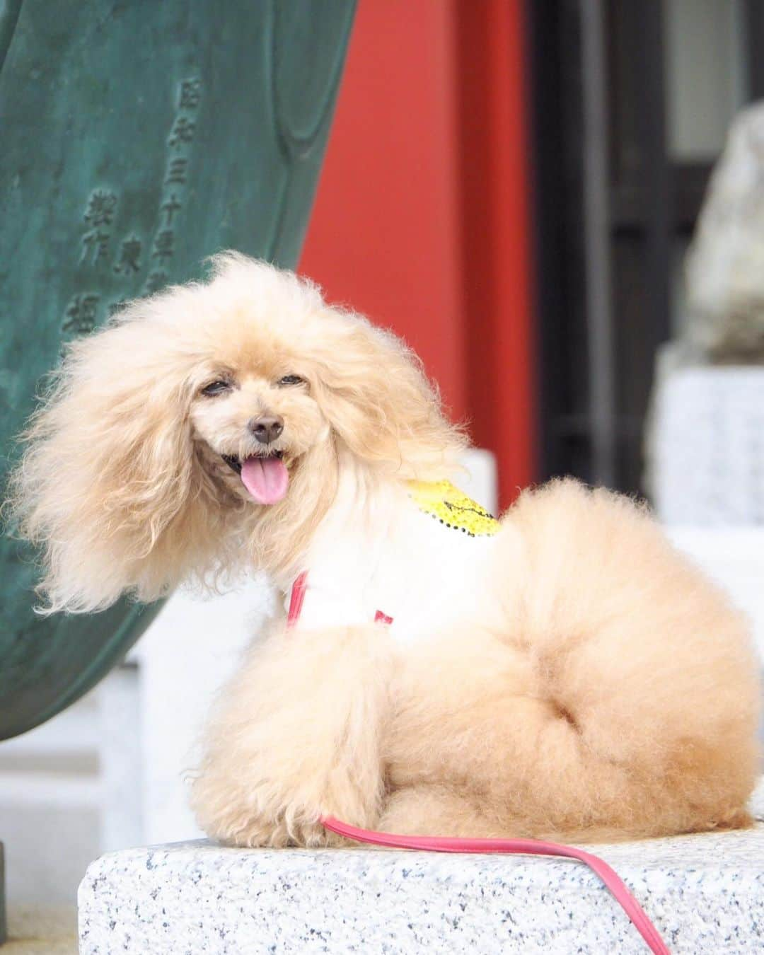 Toypoodle Mikuru?Asakusa Tokyoさんのインスタグラム写真 - (Toypoodle Mikuru?Asakusa TokyoInstagram)「20190804 Sunday. Good morning! Friends 🌞 嗚呼、もう日曜日かぁ😱 . ❶ 被官稲荷神社で神頼み🙏🏻 ❷ 今朝のオニクくださいみくるん動画 ❸ 今日の集合写真📸 ❹ 新✨みくるの法則動画😂 . 暑いので何もやる気が出ません🥵 ふぅー . #被官稲荷神社 #浅草神社 #浅草寺 毎朝三社参り」8月4日 11時05分 - purapura299