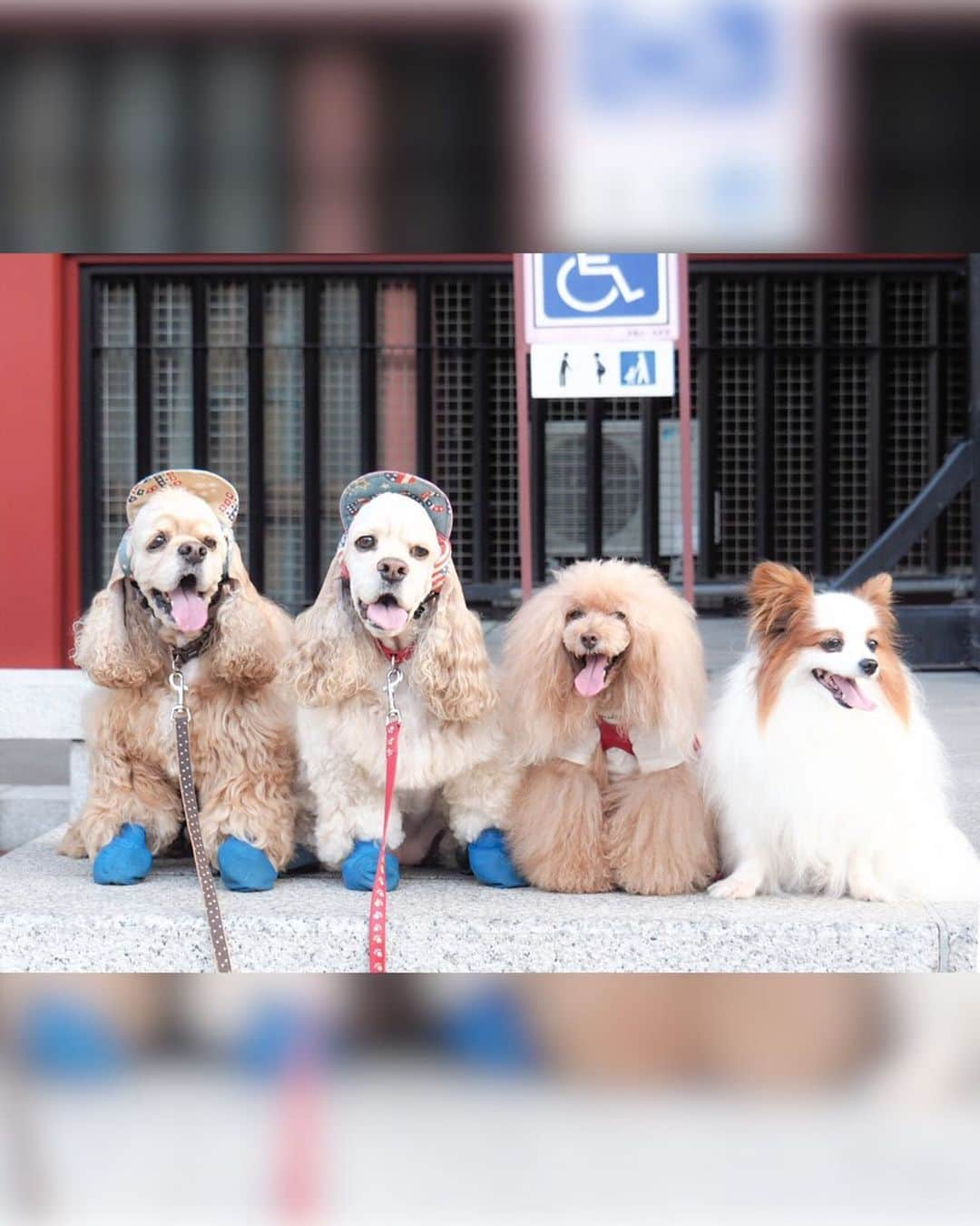 Toypoodle Mikuru?Asakusa Tokyoさんのインスタグラム写真 - (Toypoodle Mikuru?Asakusa TokyoInstagram)「20190804 Sunday. Good morning! Friends 🌞 嗚呼、もう日曜日かぁ😱 . ❶ 被官稲荷神社で神頼み🙏🏻 ❷ 今朝のオニクくださいみくるん動画 ❸ 今日の集合写真📸 ❹ 新✨みくるの法則動画😂 . 暑いので何もやる気が出ません🥵 ふぅー . #被官稲荷神社 #浅草神社 #浅草寺 毎朝三社参り」8月4日 11時05分 - purapura299