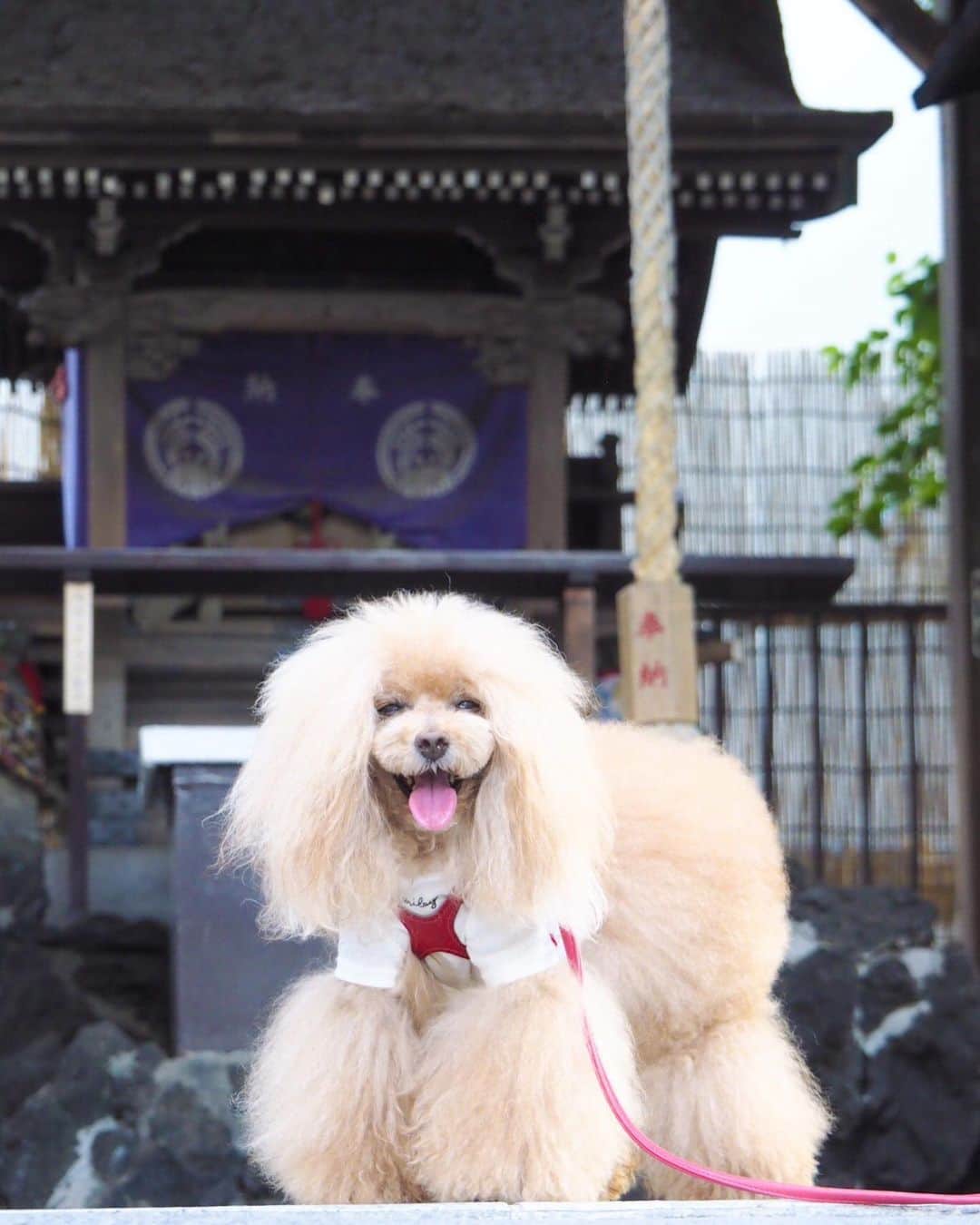 Toypoodle Mikuru?Asakusa Tokyoのインスタグラム：「20190804 Sunday. Good morning! Friends 🌞 嗚呼、もう日曜日かぁ😱 . ❶ 被官稲荷神社で神頼み🙏🏻 ❷ 今朝のオニクくださいみくるん動画 ❸ 今日の集合写真📸 ❹ 新✨みくるの法則動画😂 . 暑いので何もやる気が出ません🥵 ふぅー . #被官稲荷神社 #浅草神社 #浅草寺 毎朝三社参り」