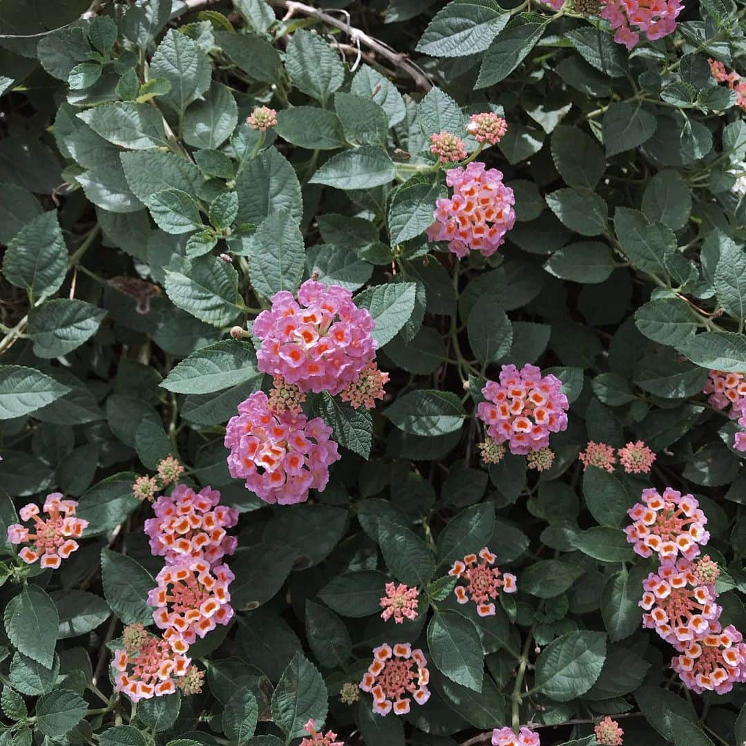 イプシー・キーラティさんのインスタグラム写真 - (イプシー・キーラティInstagram)「Morning , Sunday :)) 🦋🍃🌷 #gypsyisnotagardener」8月4日 11時13分 - gypsykeerati