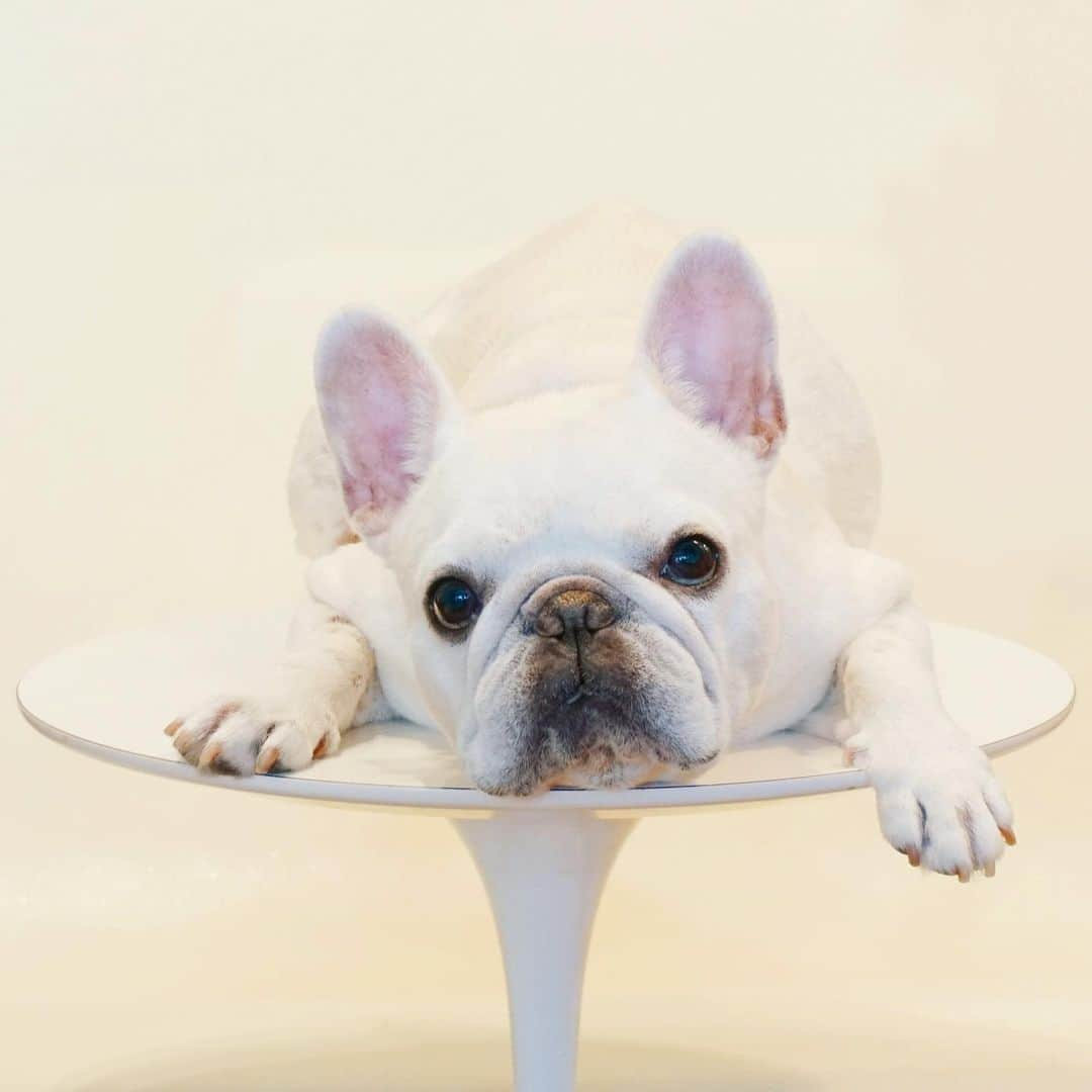 Ham-chanさんのインスタグラム写真 - (Ham-chanInstagram)「#frenchie #frenchbulldog #hamchan #hamham #フレブル #フレンチブルドッグ #はむちゃん #はむはむ  ひ〜〜ま〜〜〜〜🐶💦」8月4日 11時15分 - hide_ham_tank